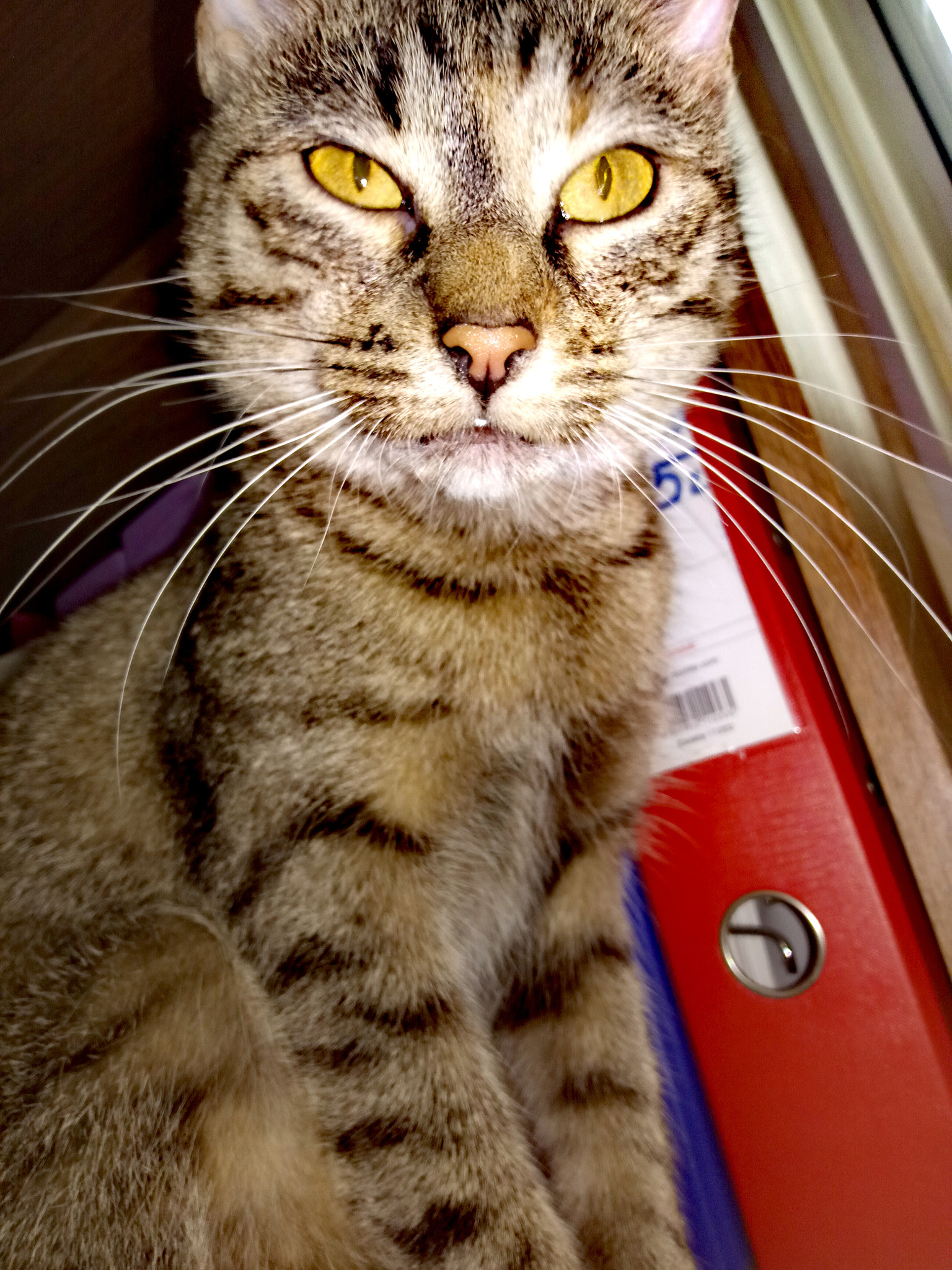 HUAWEI honor 6C Pro sample photo