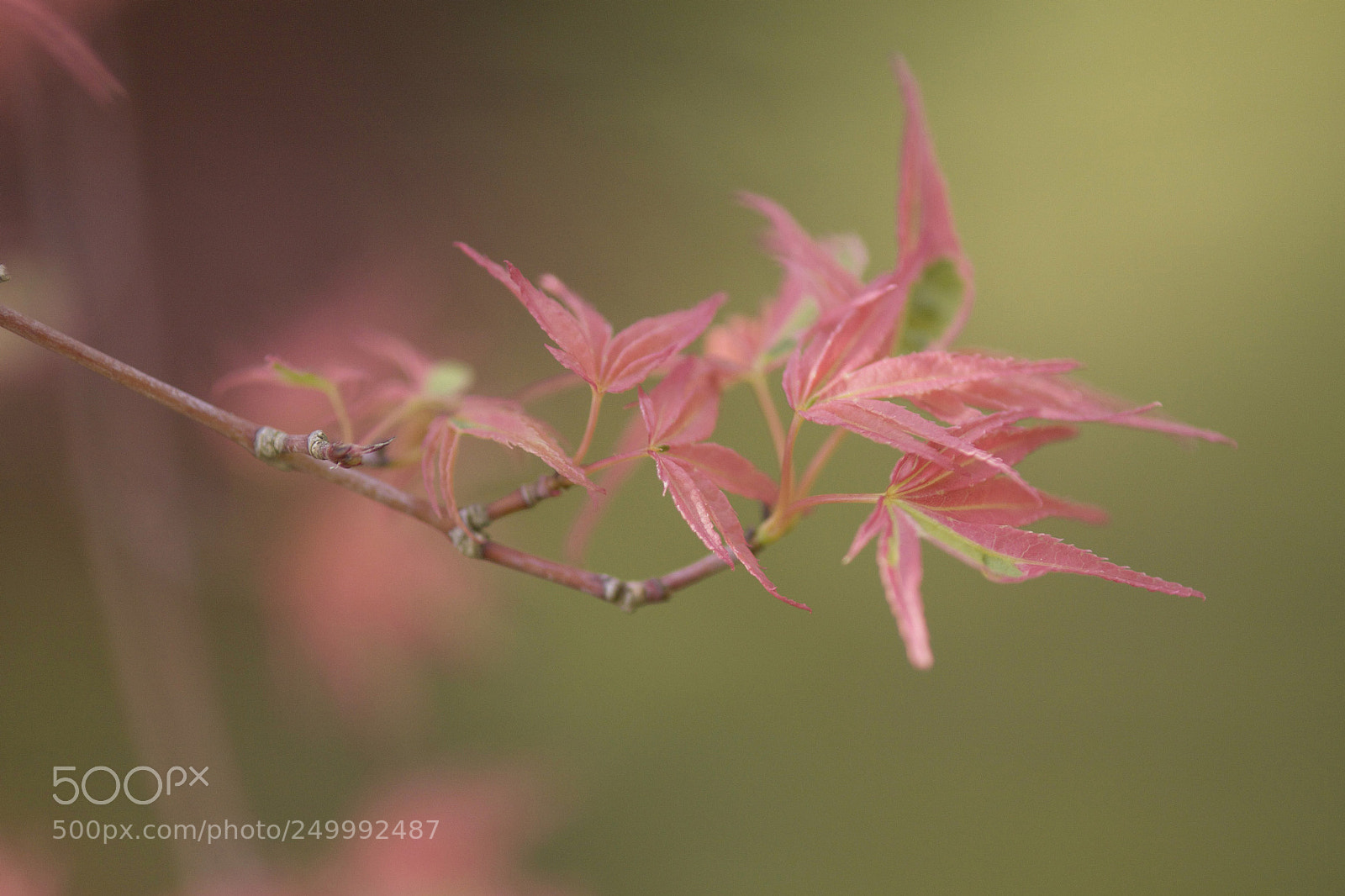 Canon EOS 50D sample photo. ... photography