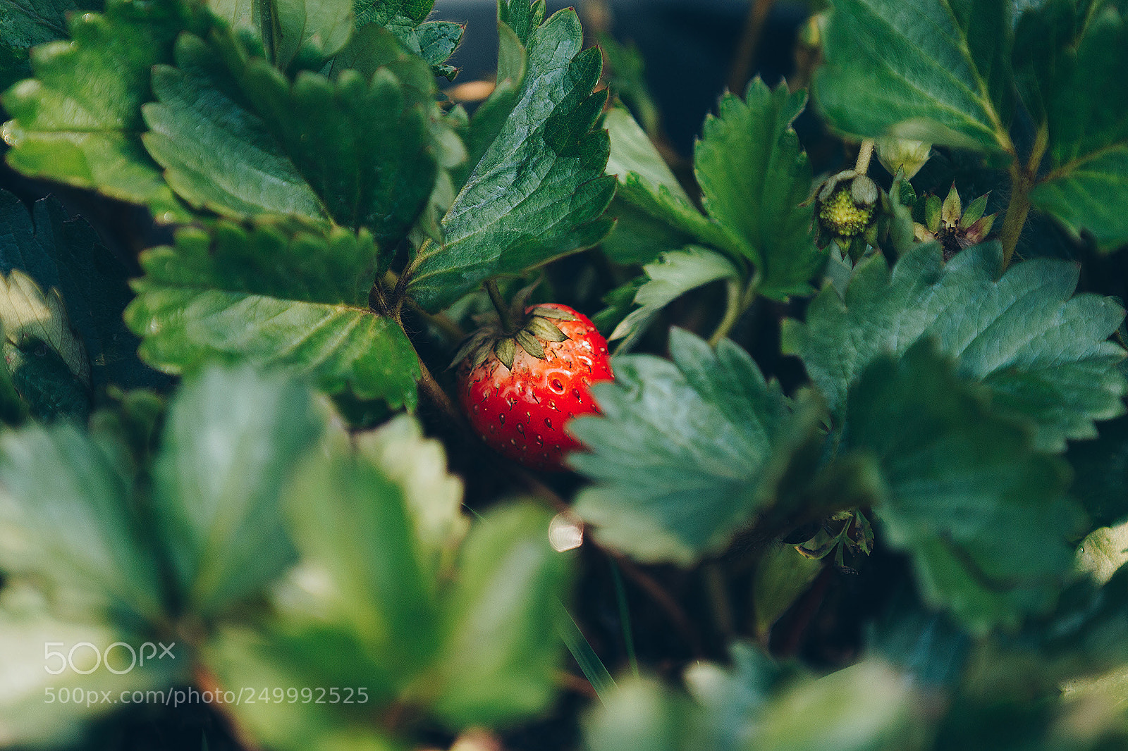 Canon EOS 550D (EOS Rebel T2i / EOS Kiss X4) sample photo. Strawberry photography