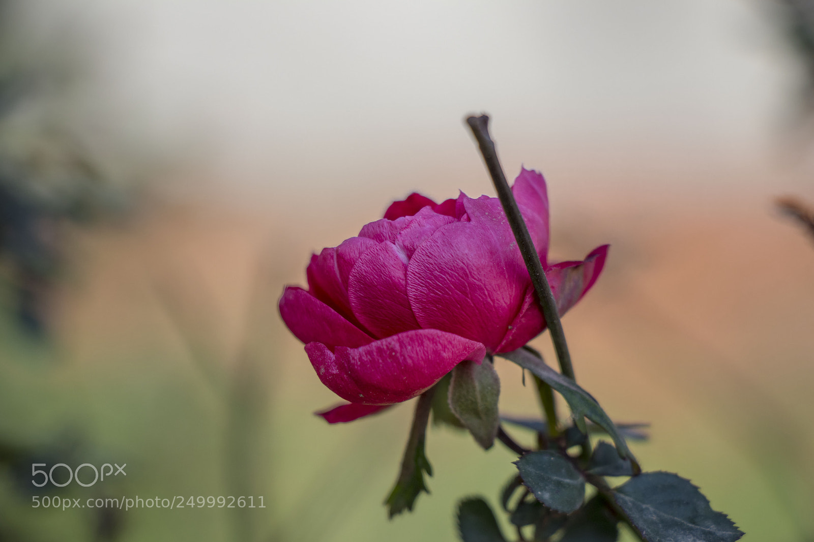 Canon EOS 77D (EOS 9000D / EOS 770D) sample photo. Pink rose photography