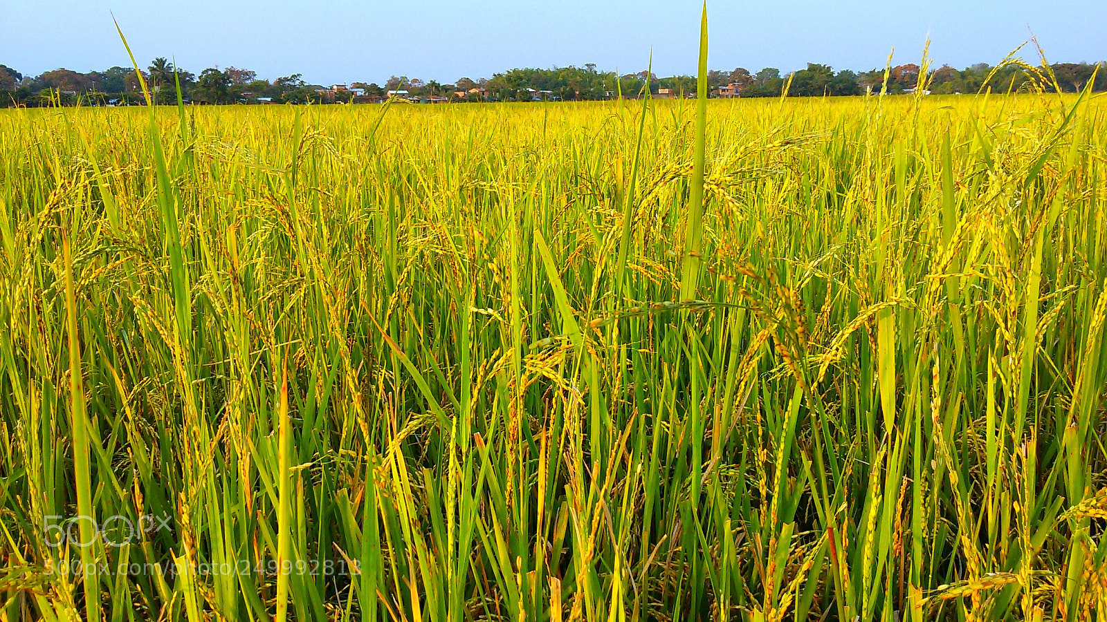 Samsung Galaxy S5 Mini sample photo. Rice sunset photography