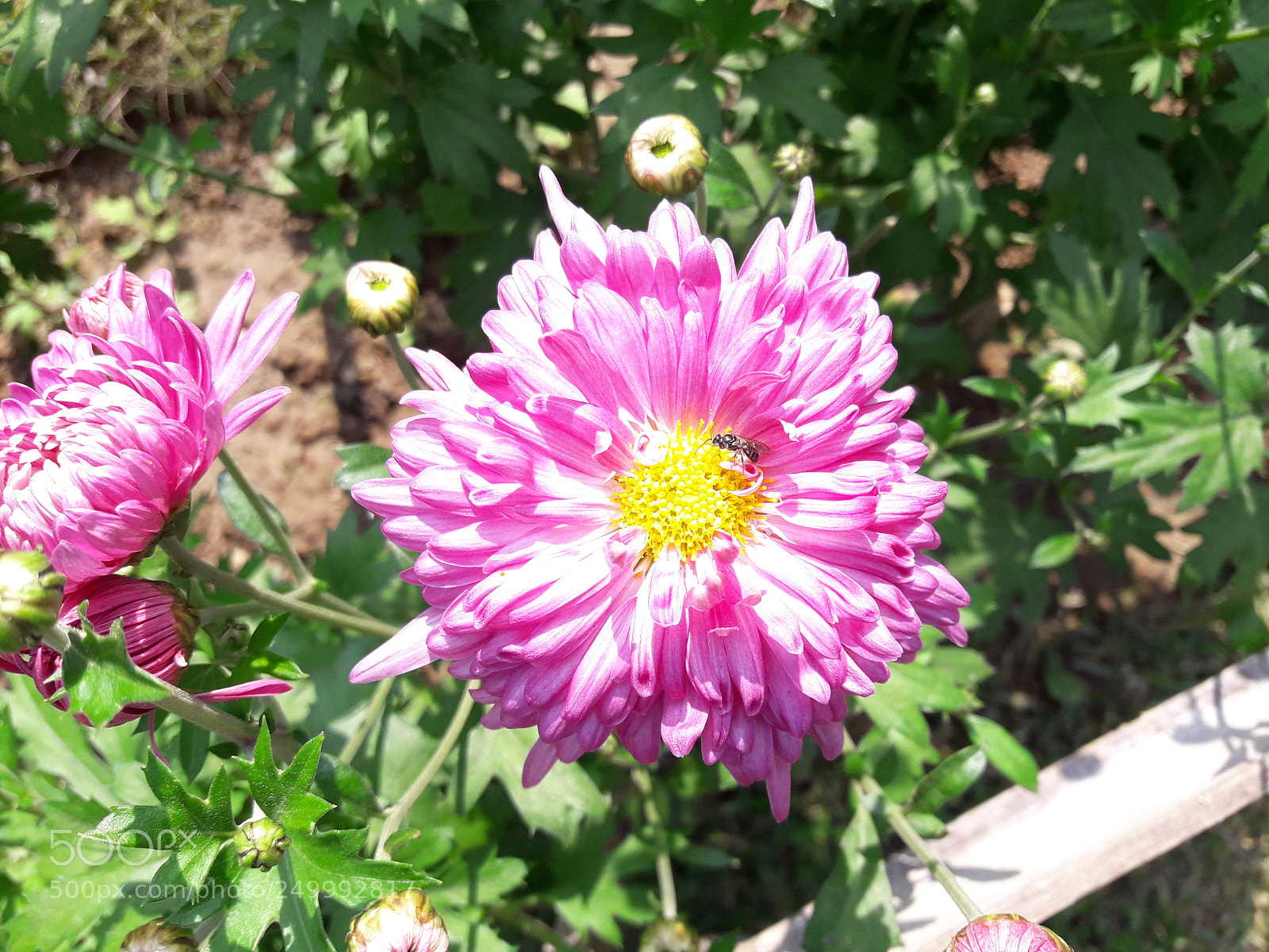 Samsung Galaxy J7 Neo sample photo. Flower ? photography