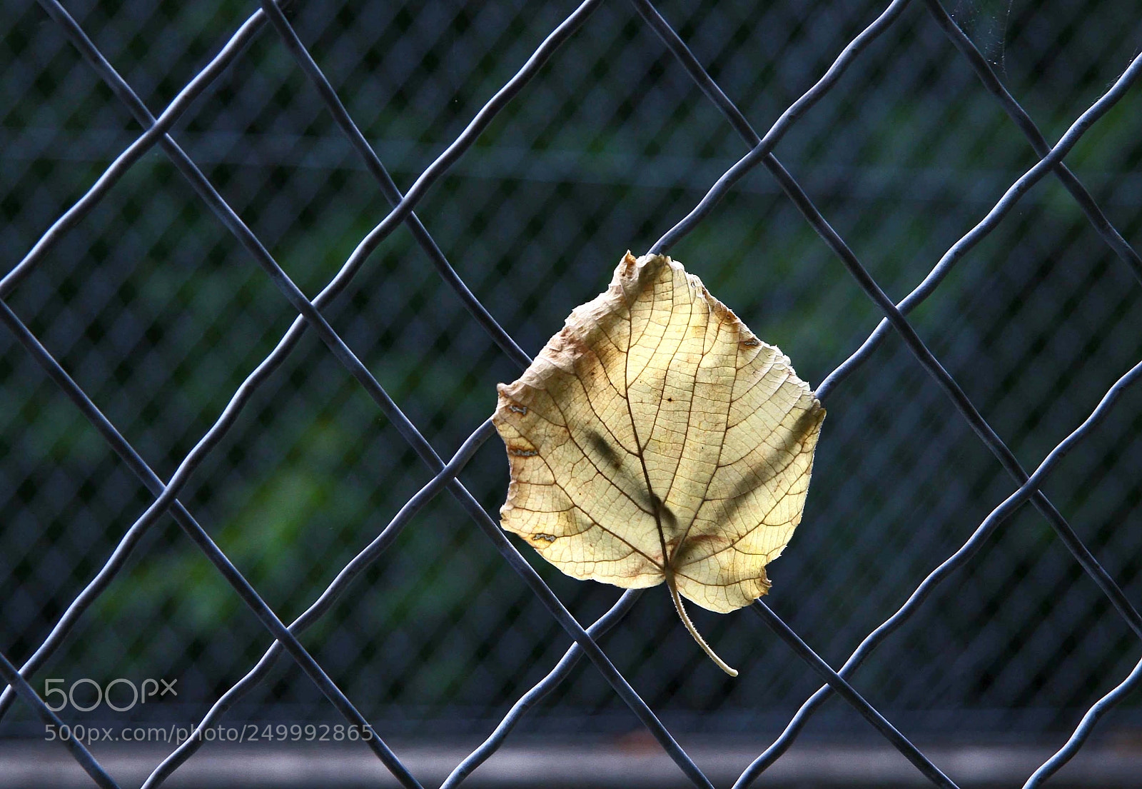 Canon EOS 30D sample photo. Autumn leaf photography