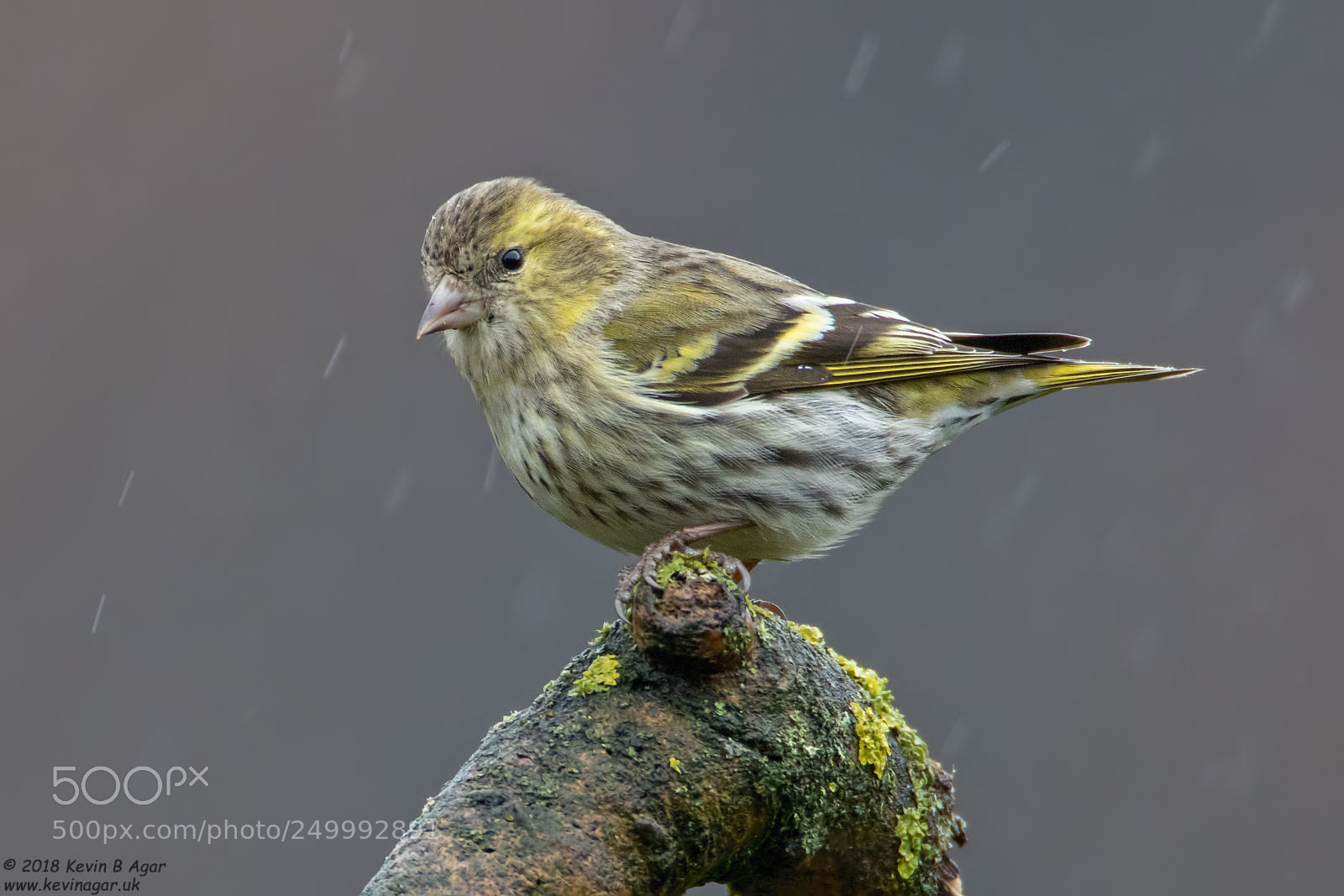 Canon EOS 7D Mark II sample photo. Siskin, carduelis spinus photography