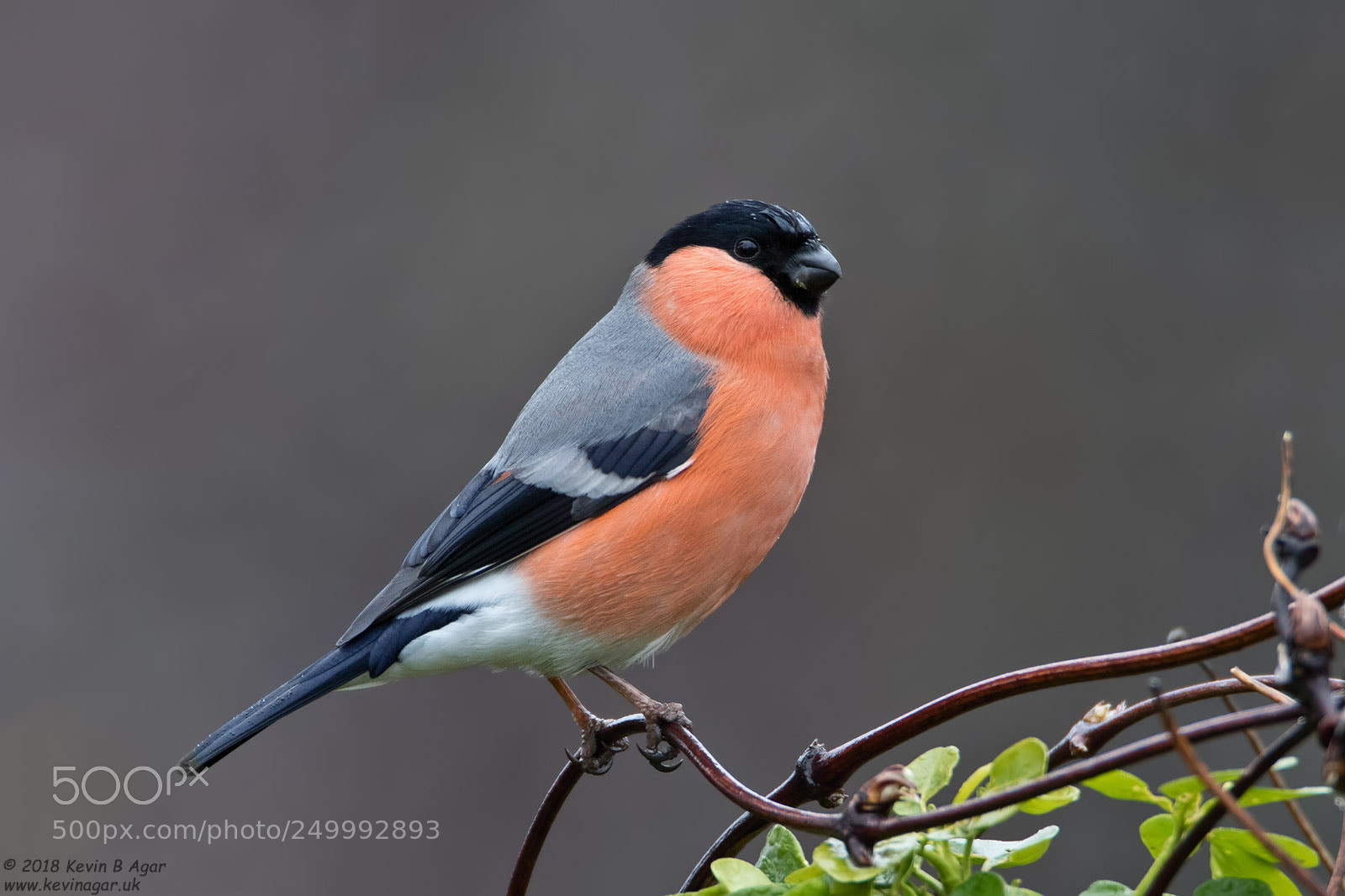 Canon EOS 7D Mark II sample photo. Bullfinch, pyrrhula pyrrhula photography
