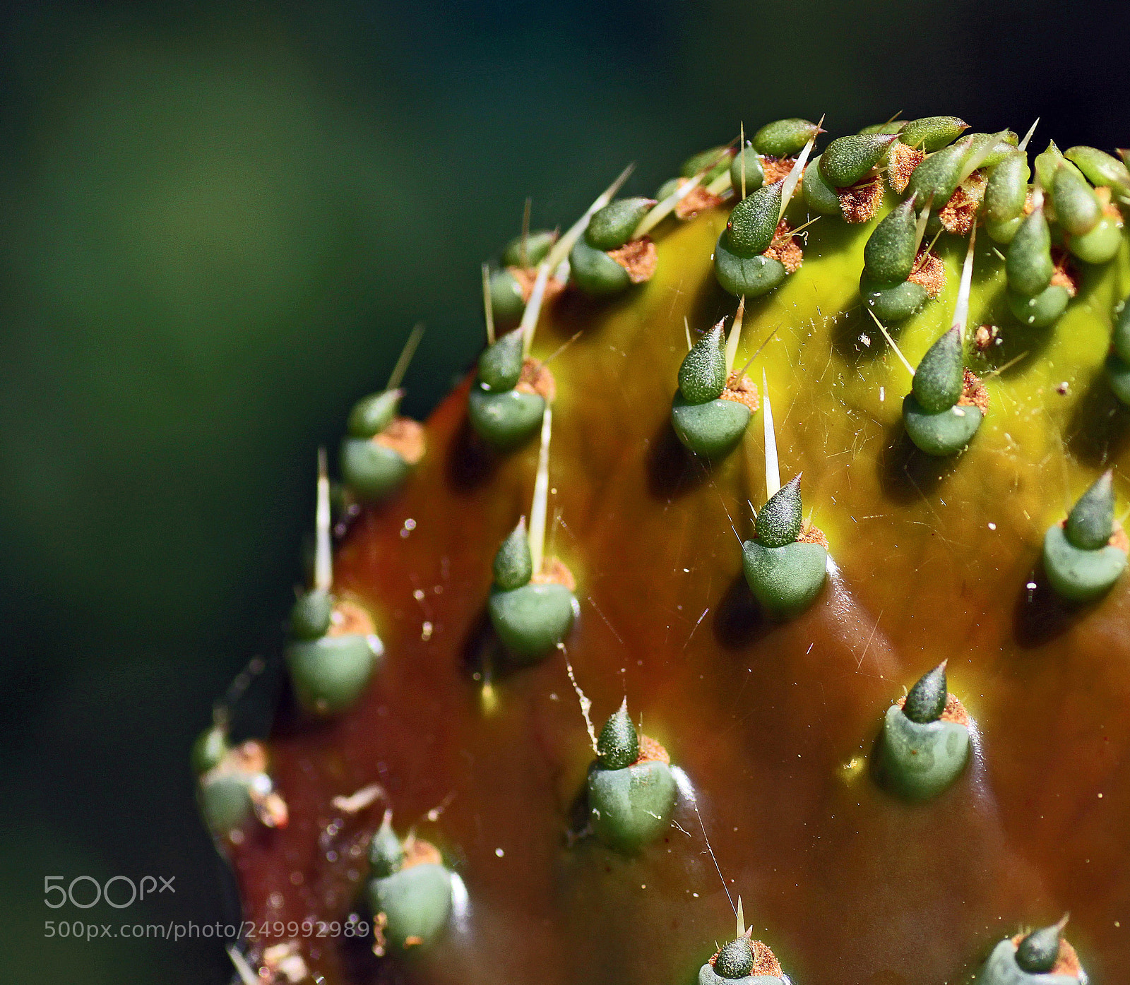 Canon EOS 50D sample photo. Les griffes de la photography