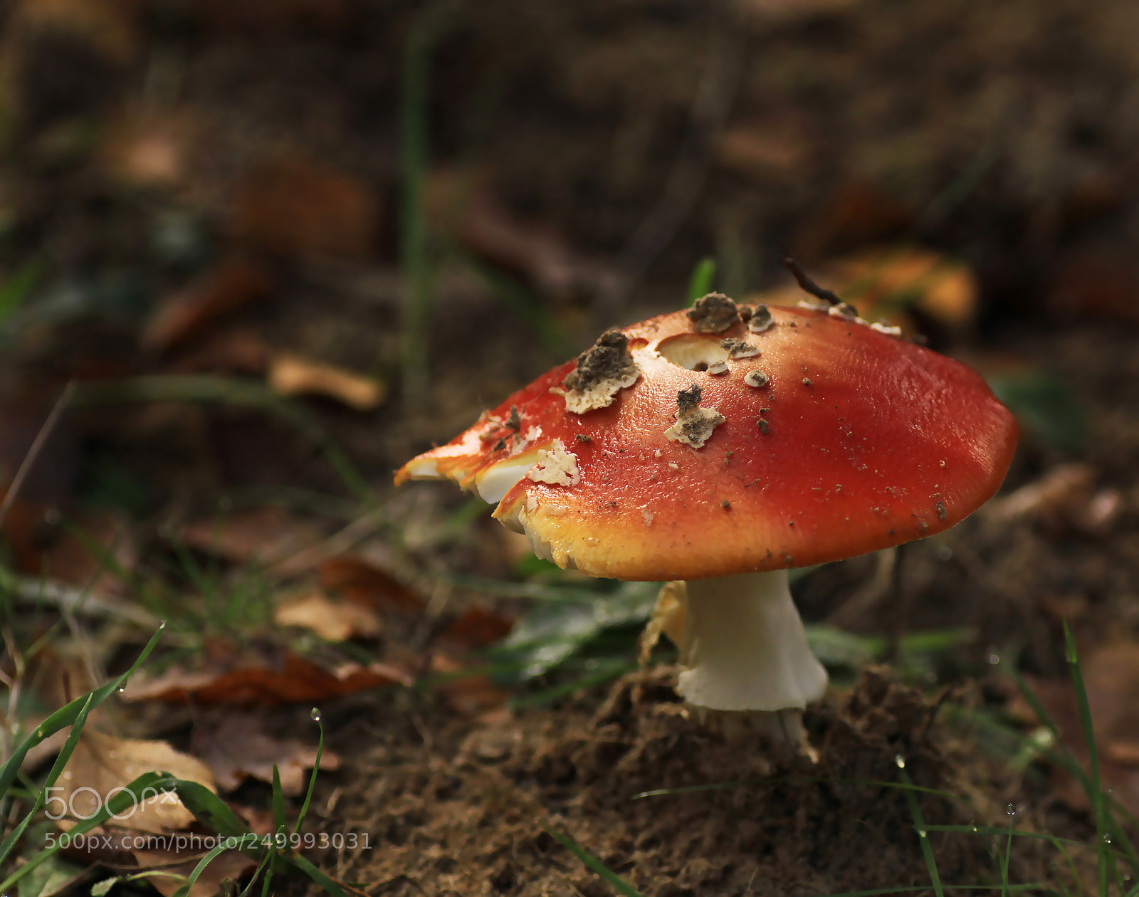 Canon EOS 50D sample photo. Chaperon rouge photography