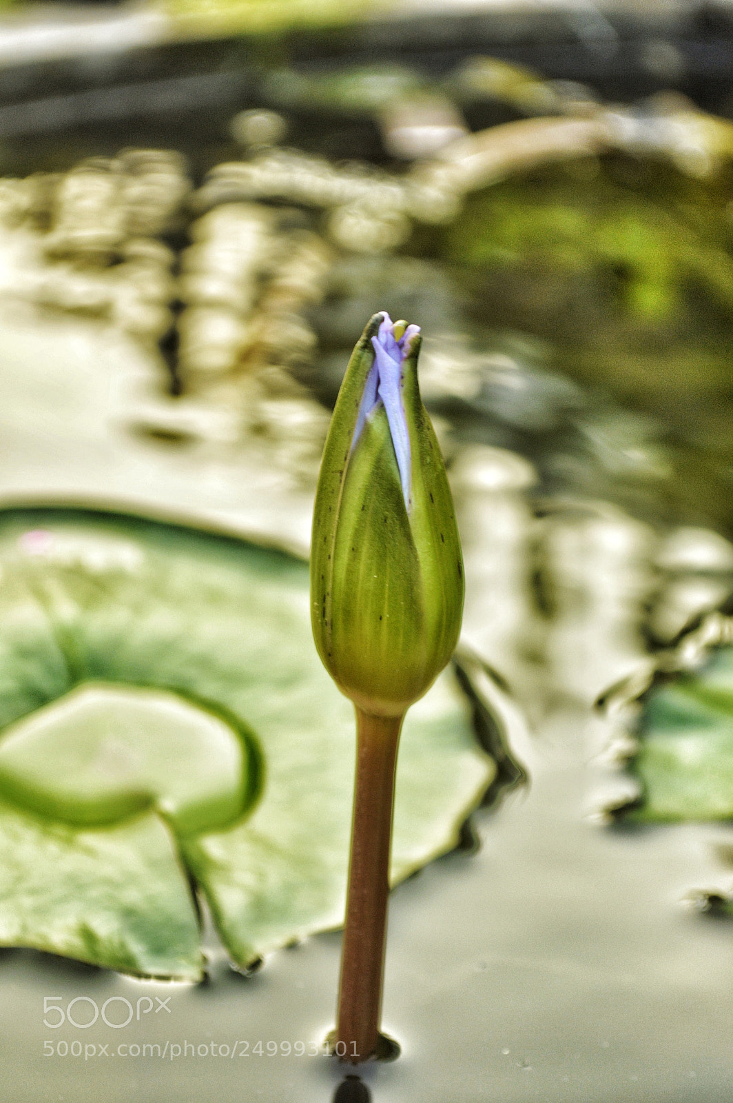 Nikon D3200 sample photo. Thaalamboo photography