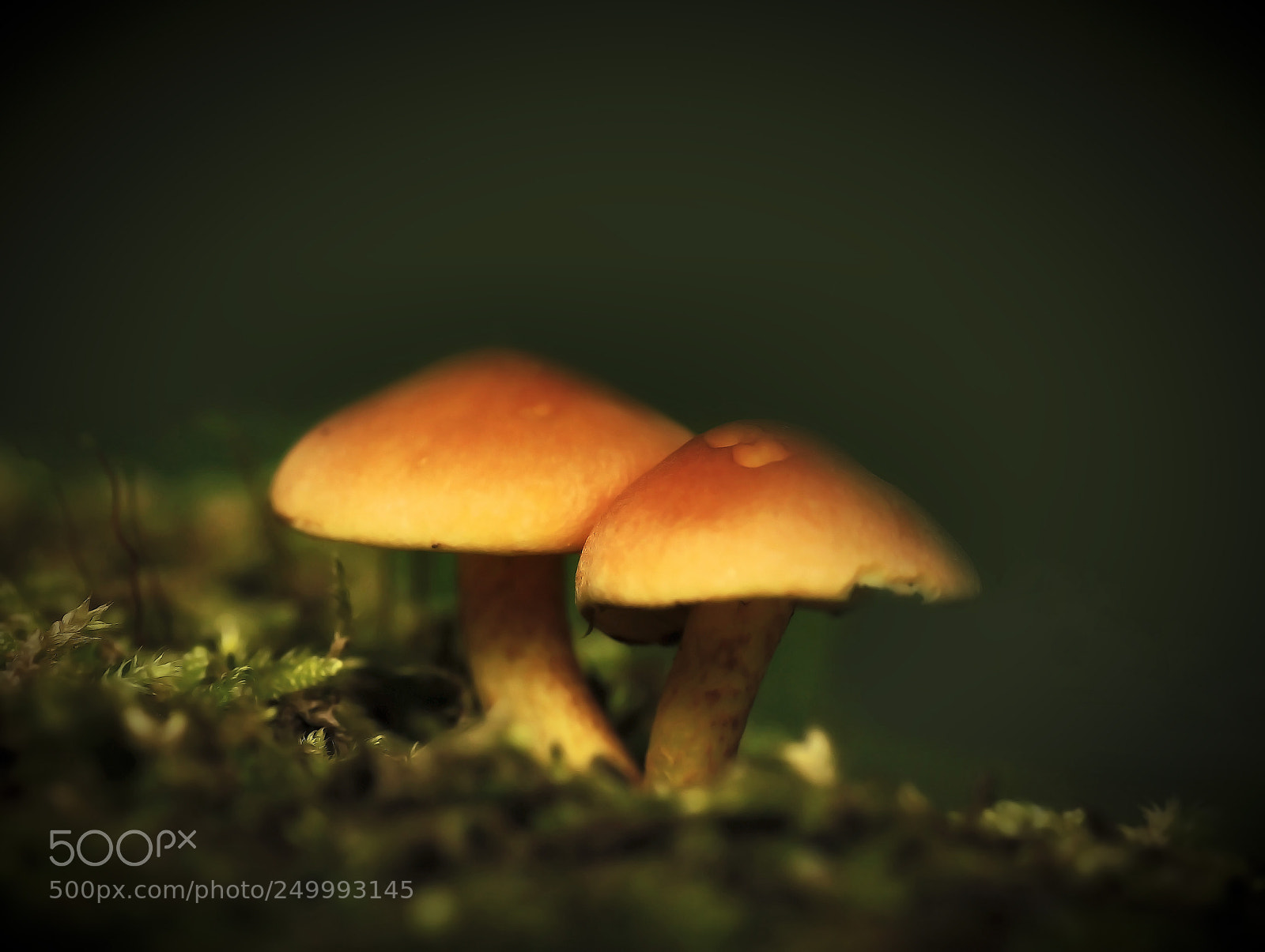 Canon EOS 50D sample photo. Champignon photography