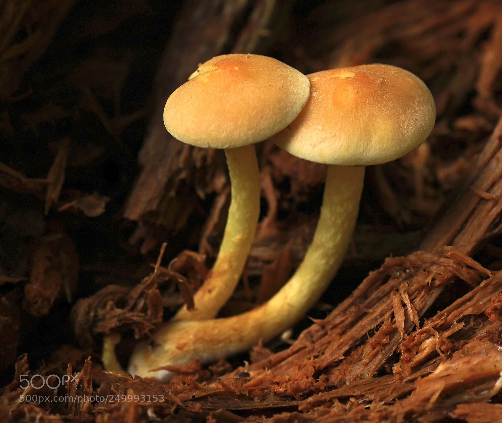 Canon EOS 50D sample photo. Champignons ii photography