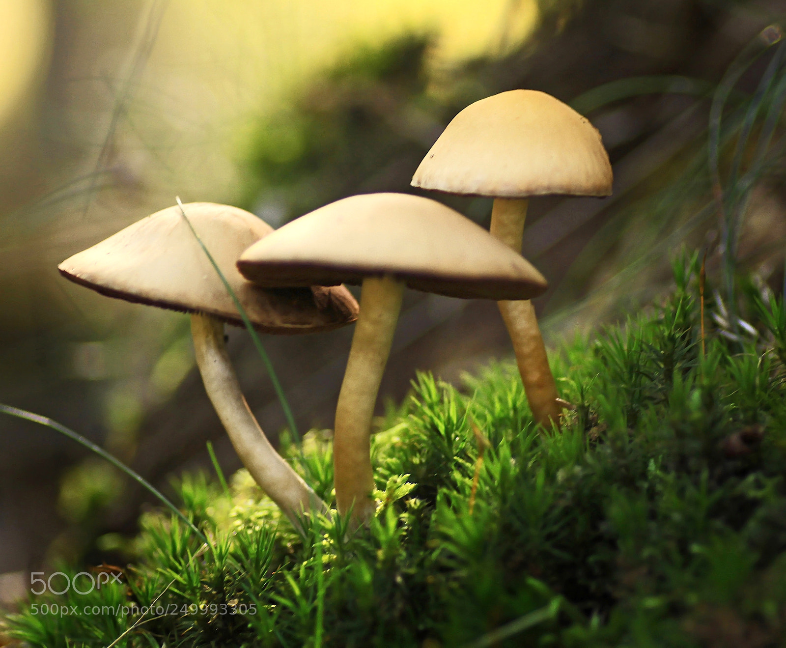 Canon EOS 50D sample photo. Champignon iii photography