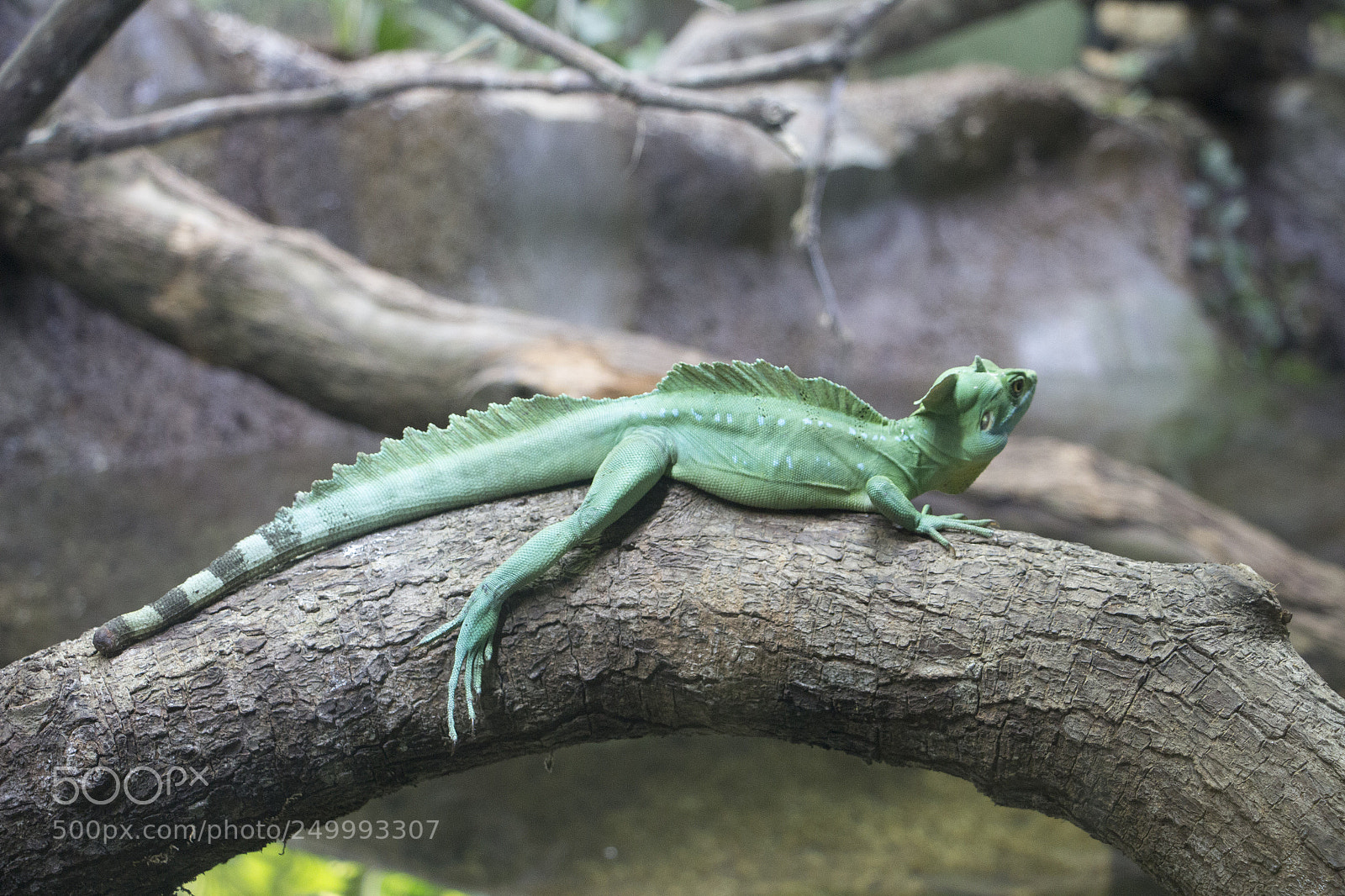 Canon EOS 700D (EOS Rebel T5i / EOS Kiss X7i) sample photo. Img photography