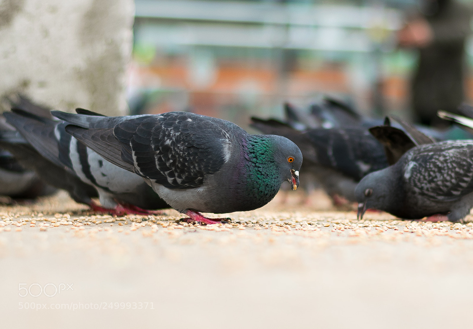 Nikon D5300 sample photo. Pigeon photography