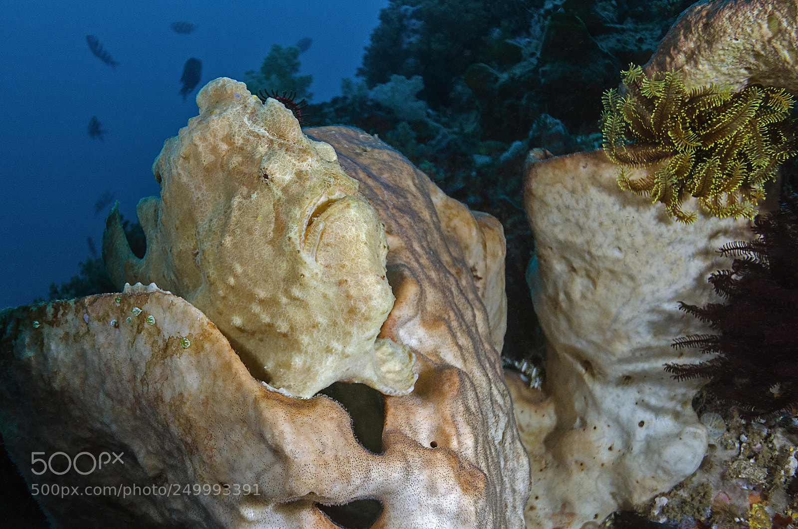 Nikon D7000 sample photo. Giant frogfish photography