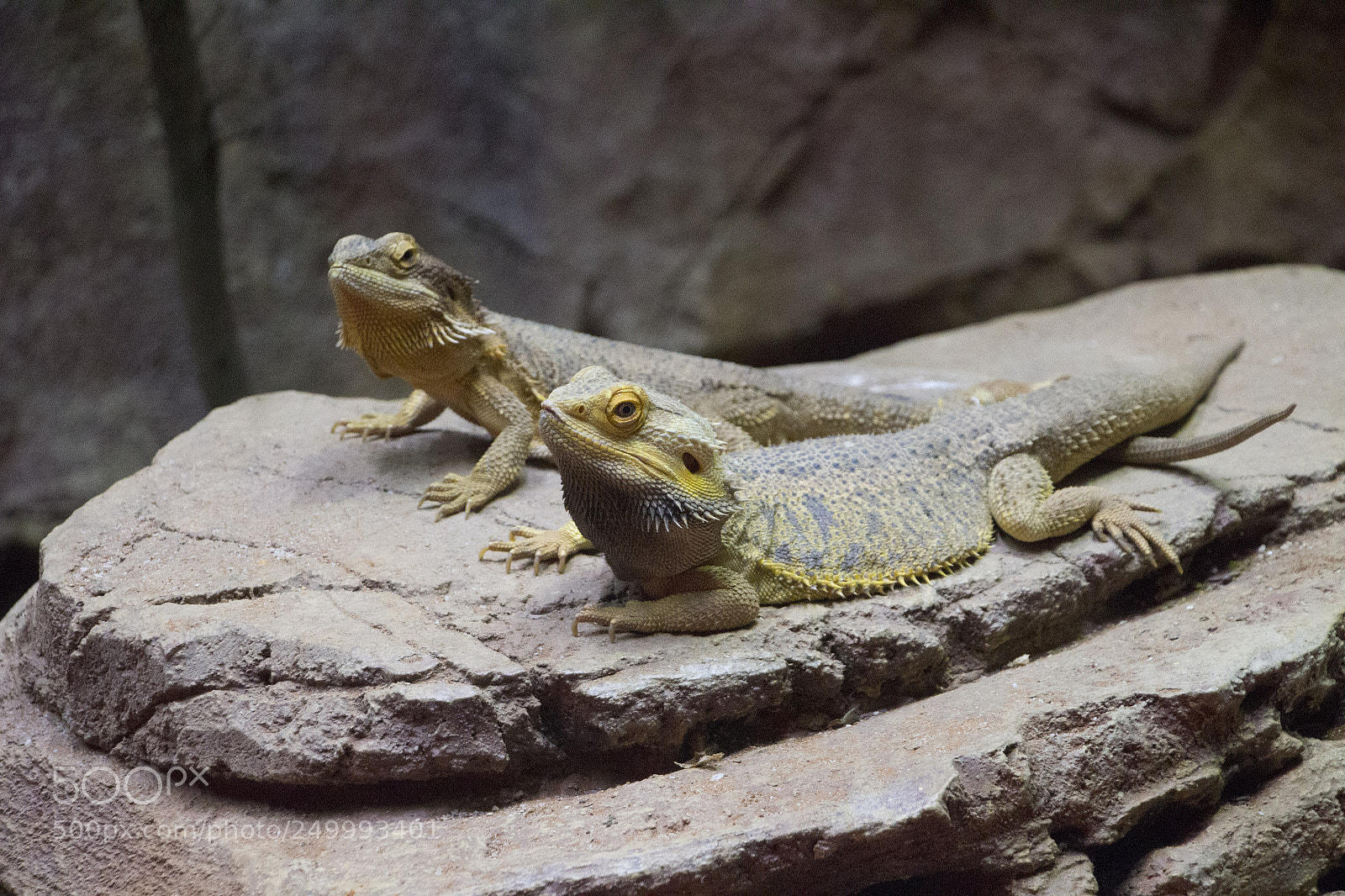Canon EOS 700D (EOS Rebel T5i / EOS Kiss X7i) sample photo. Img photography