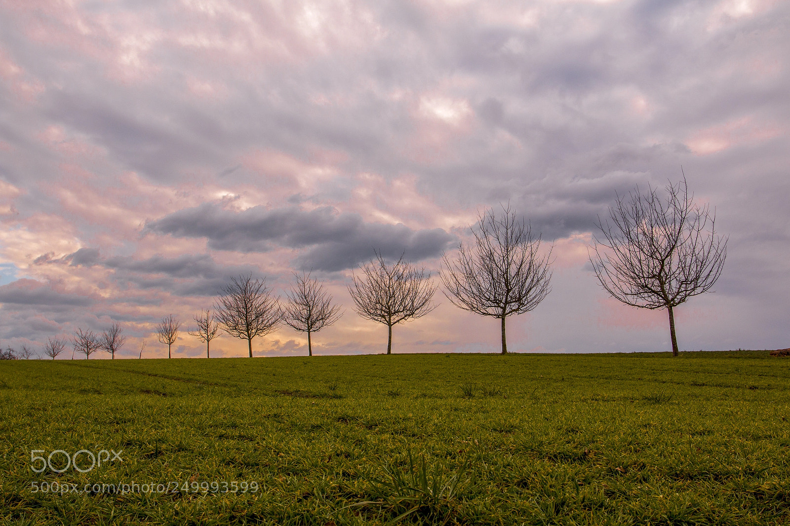Canon EOS 70D sample photo. Trees in the sunset photography