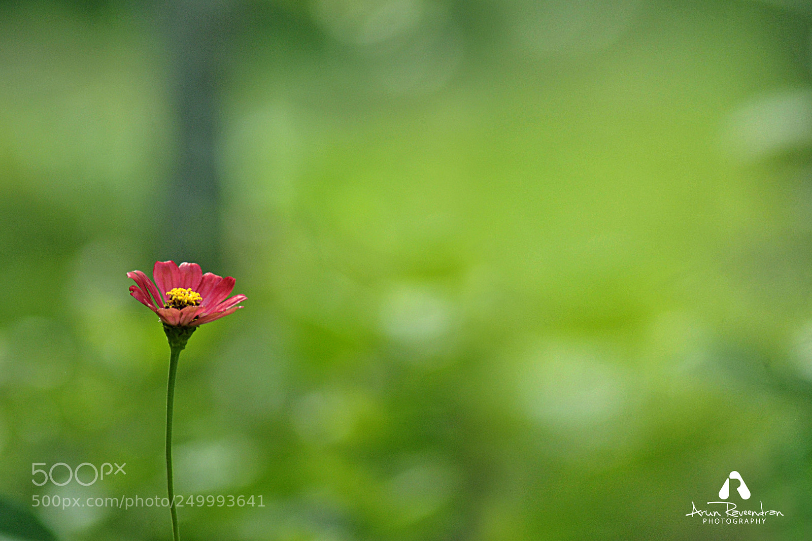 Nikon D3000 sample photo. Flower tt photography