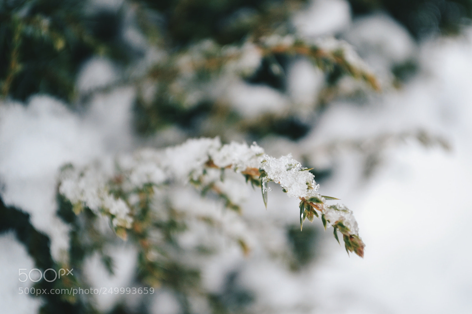 Nikon D3100 sample photo. Winter photography