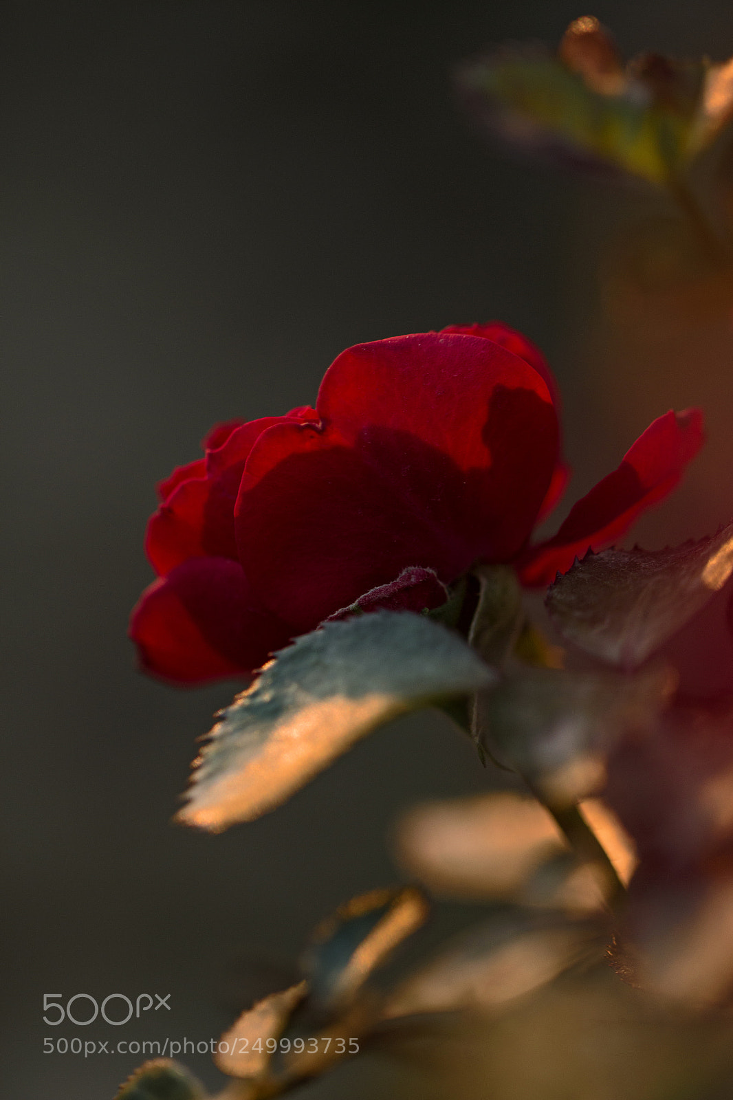 Canon EOS 70D sample photo. "unforgotten fragrance." photography
