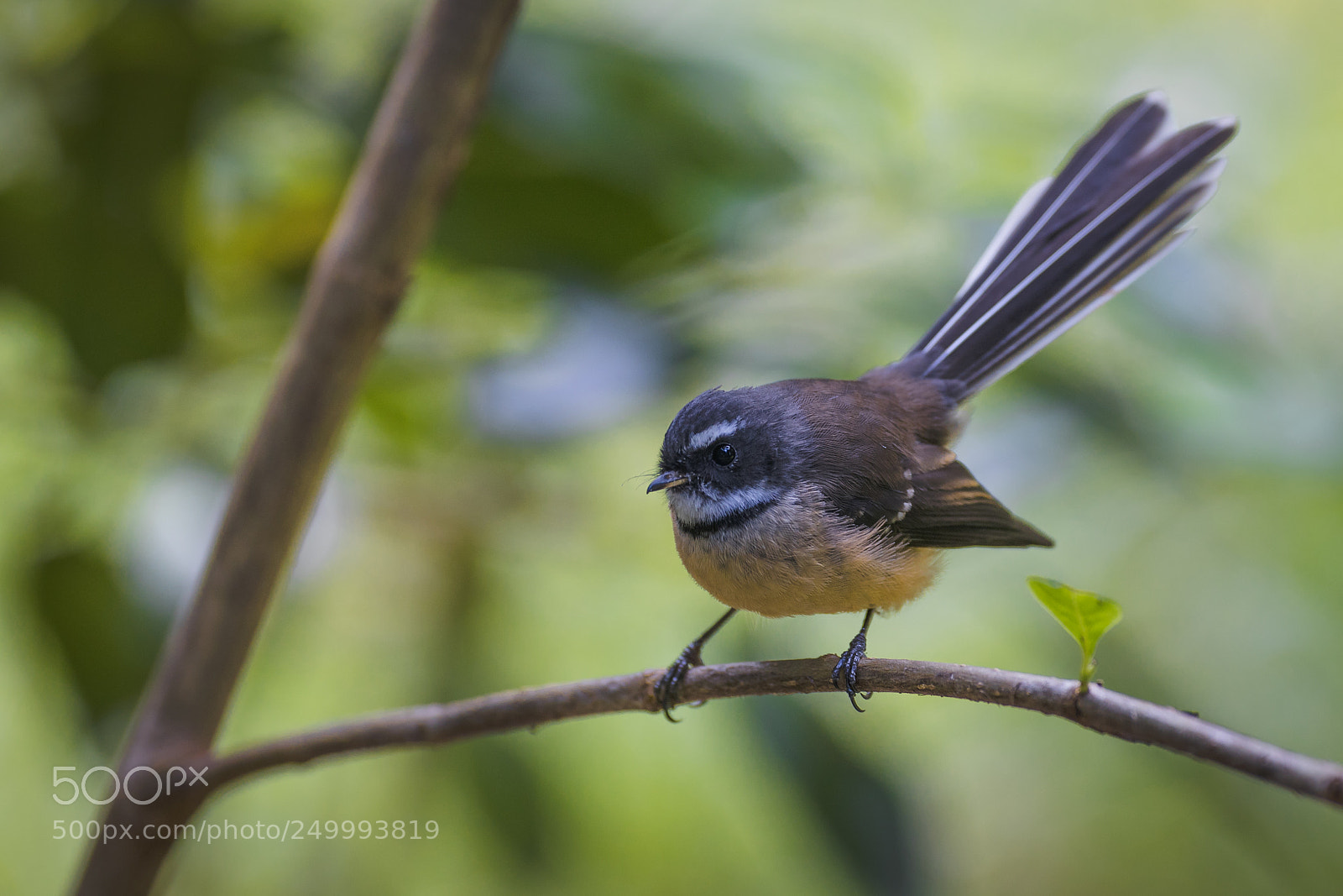 Canon EOS 5D Mark IV sample photo. Curious fantail photography