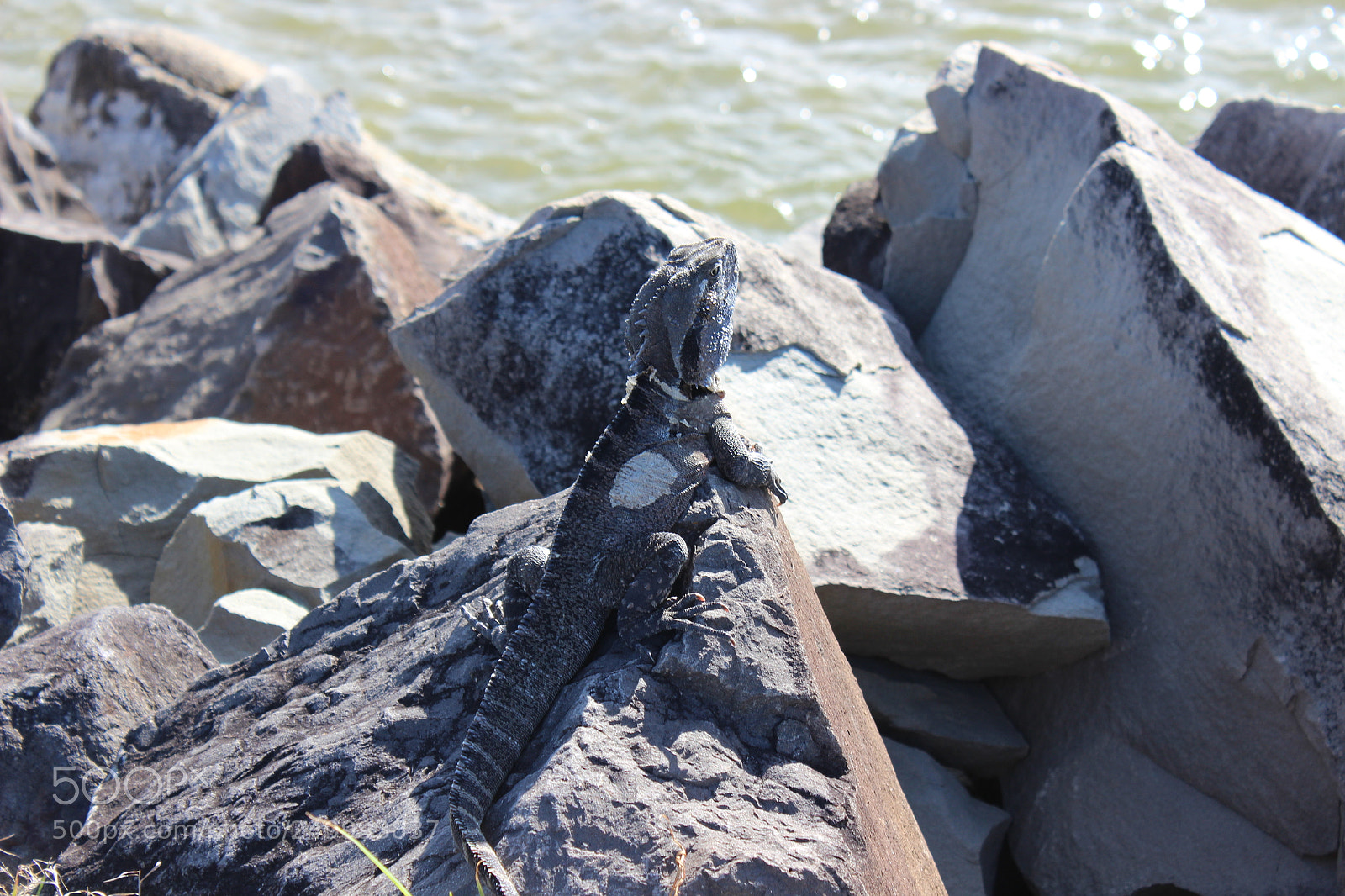 Canon EOS 600D (Rebel EOS T3i / EOS Kiss X5) sample photo. Sun bath photography