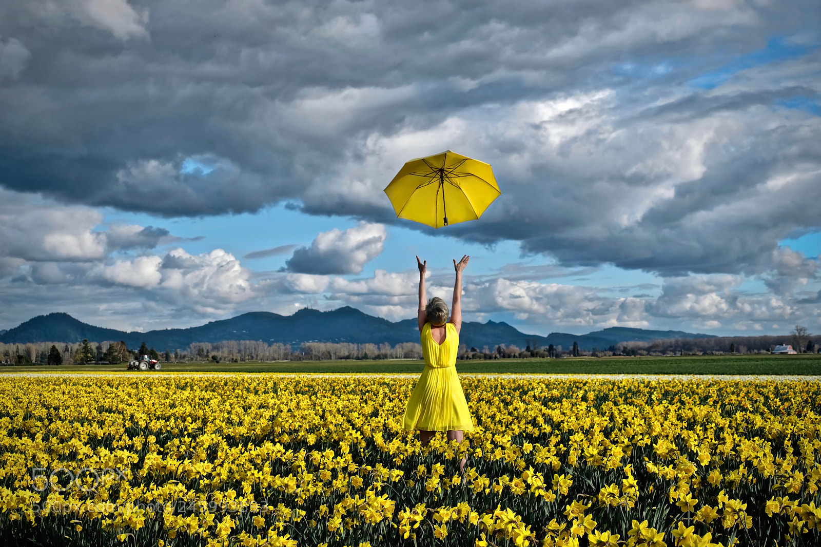 Fujifilm X-T2 sample photo. Golden daffodils photography