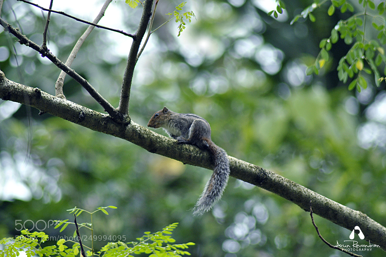 Nikon D3000 sample photo. Indian squirrel photography