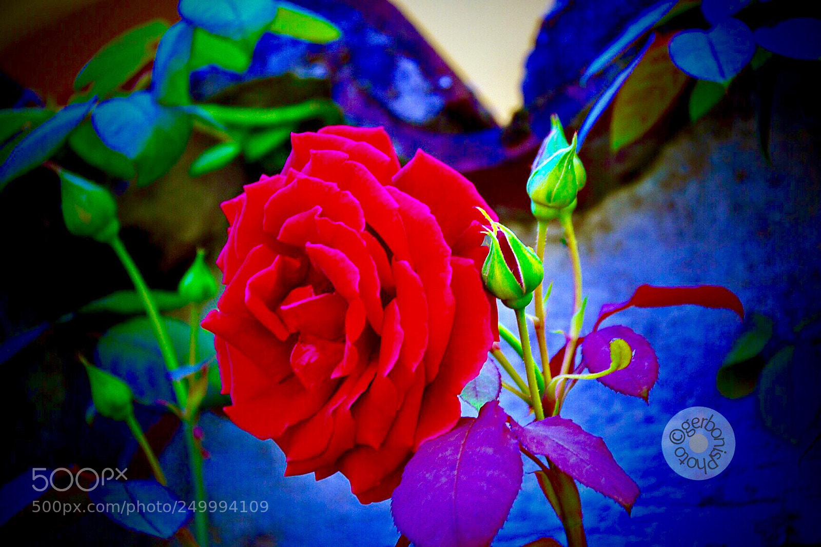 Pentax K-5 sample photo. A rose for an photography