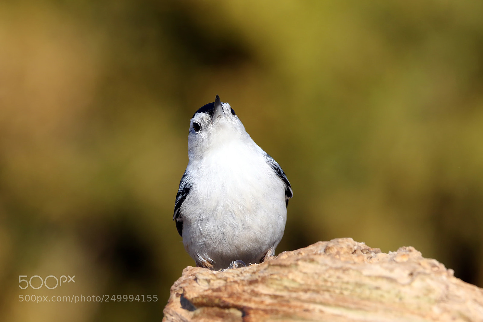 Canon EOS 7D Mark II sample photo. Nuthatch with attitude photography