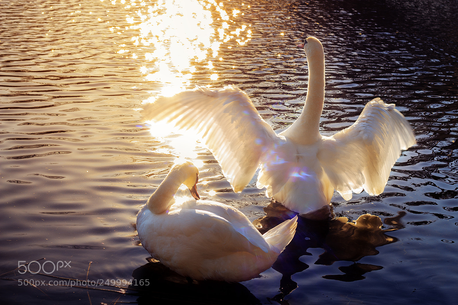 Canon EOS 60D sample photo. Swan vs sun photography