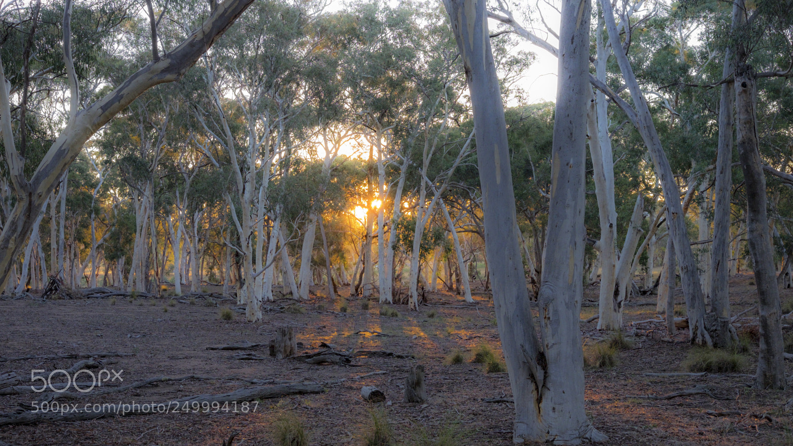 Fujifilm X-T1 sample photo. Forest glow photography
