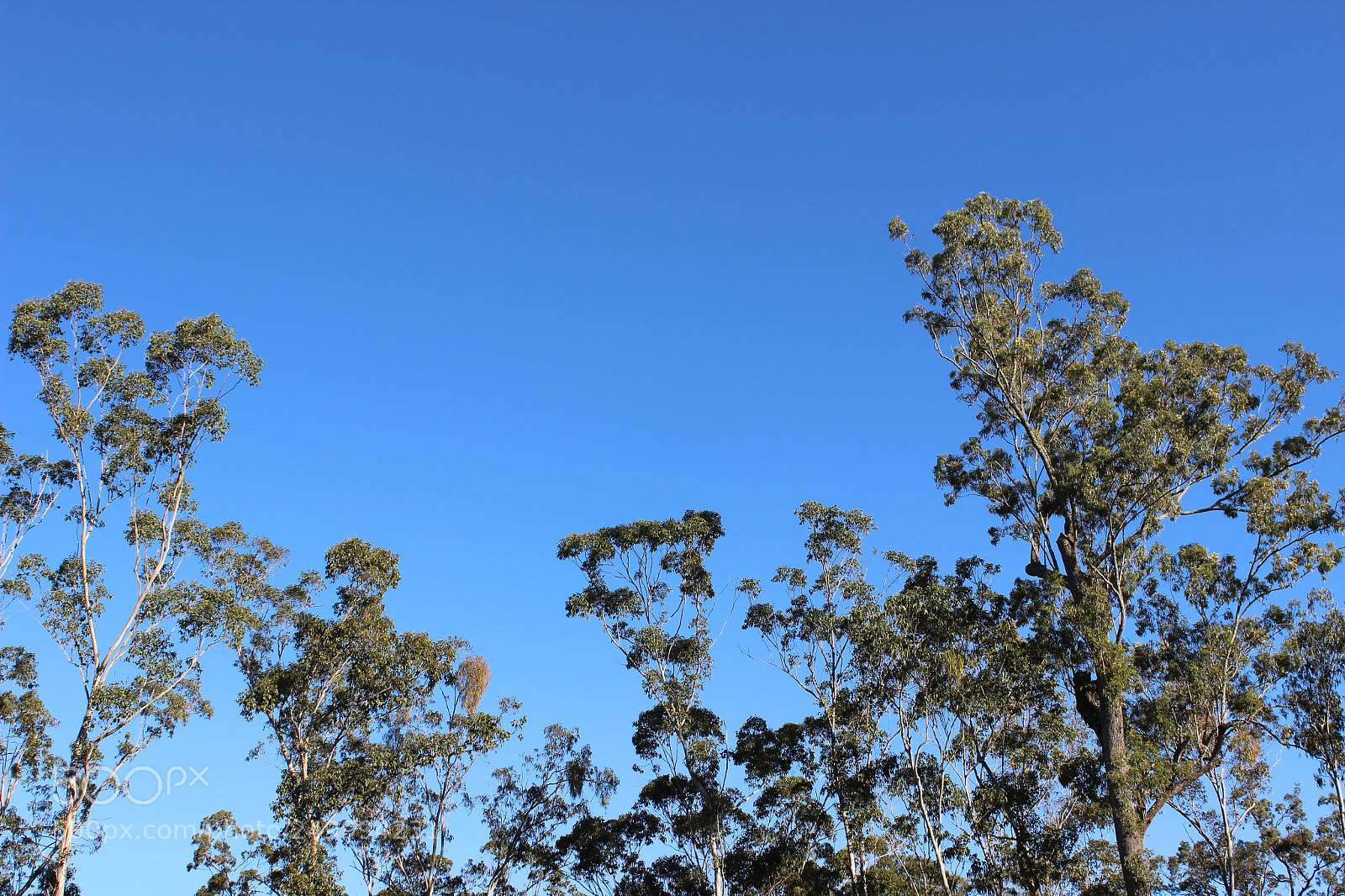 Canon EOS 600D (Rebel EOS T3i / EOS Kiss X5) sample photo. Bright sky photography