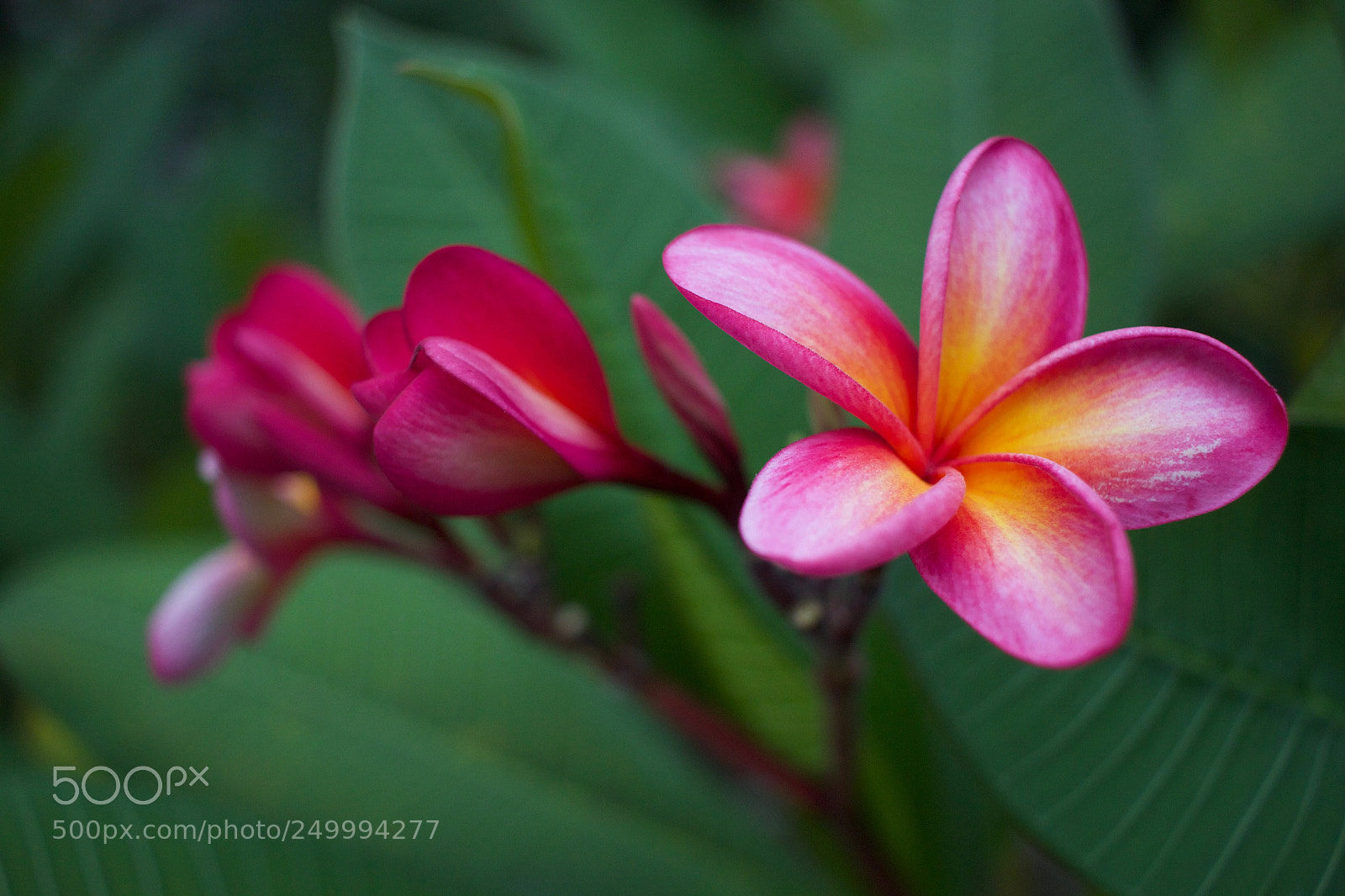 Canon EOS 600D (Rebel EOS T3i / EOS Kiss X5) sample photo. Pleasing allure photography