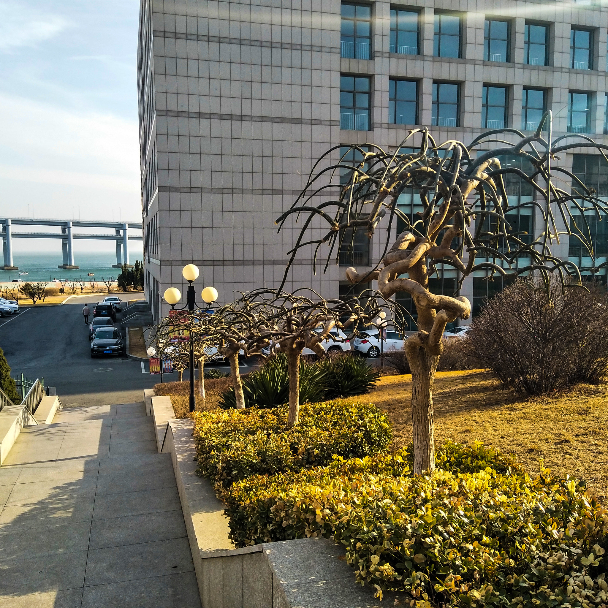 vivo X9 sample photo. 龙槐树 photography