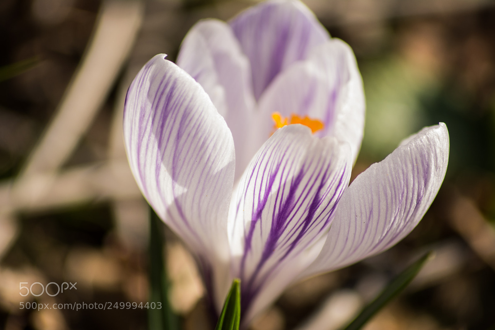 Nikon D5200 sample photo. Crocus photography