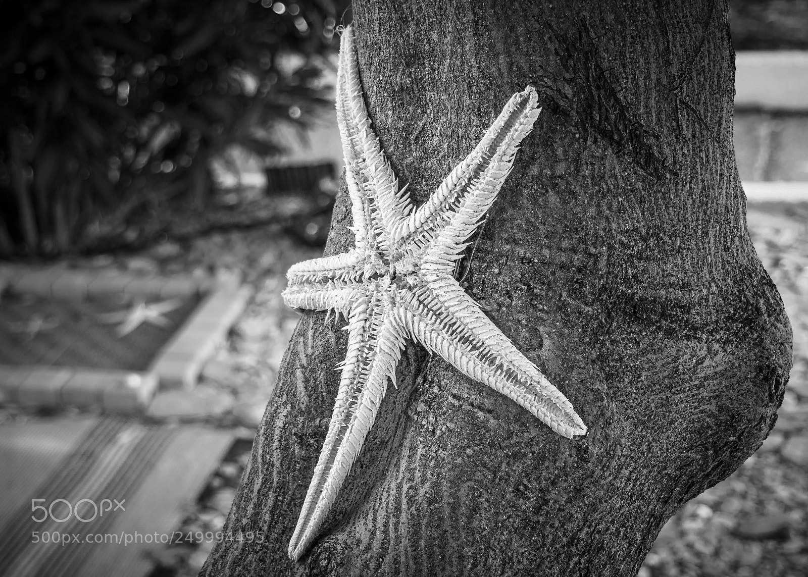 Olympus PEN E-PL6 sample photo. Starfish photography