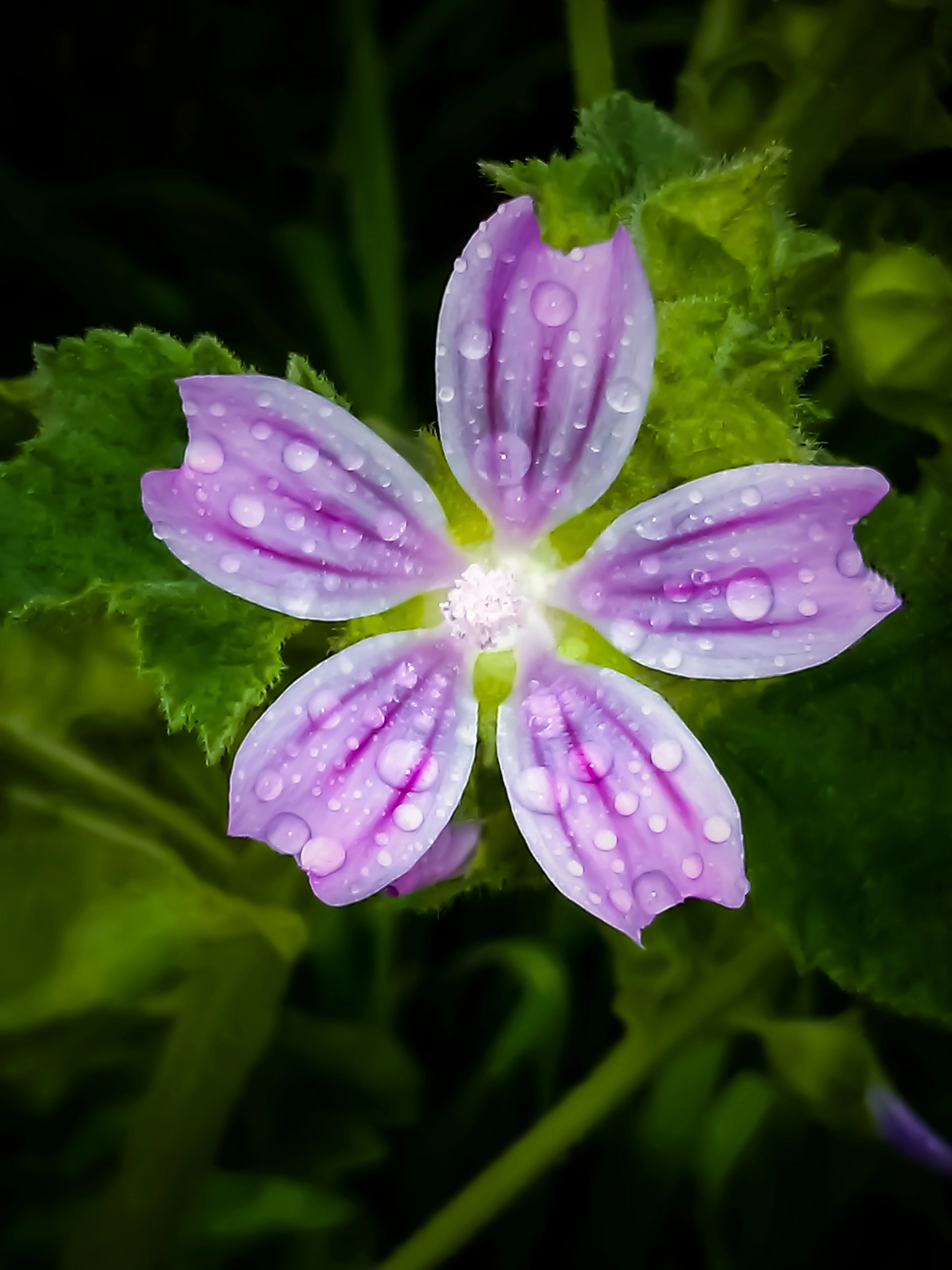 LG OPTIMUS L9 II sample photo. Spring showers photography