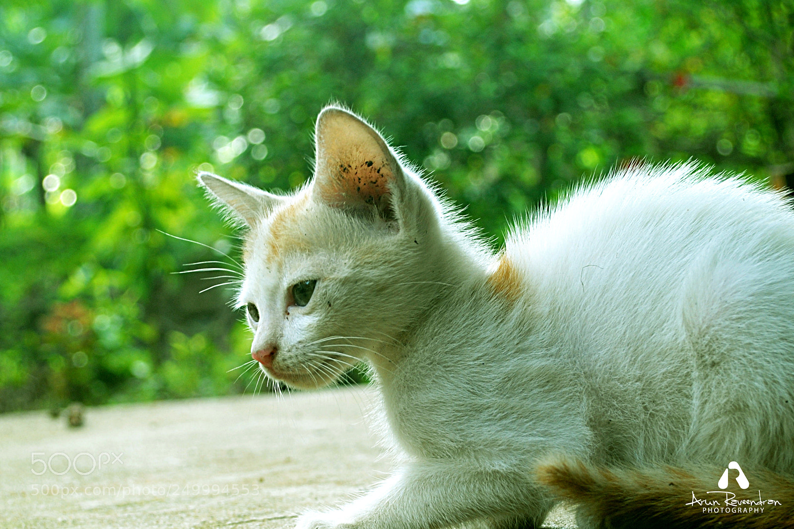 Nikon D3000 sample photo. Indian cat baby photography