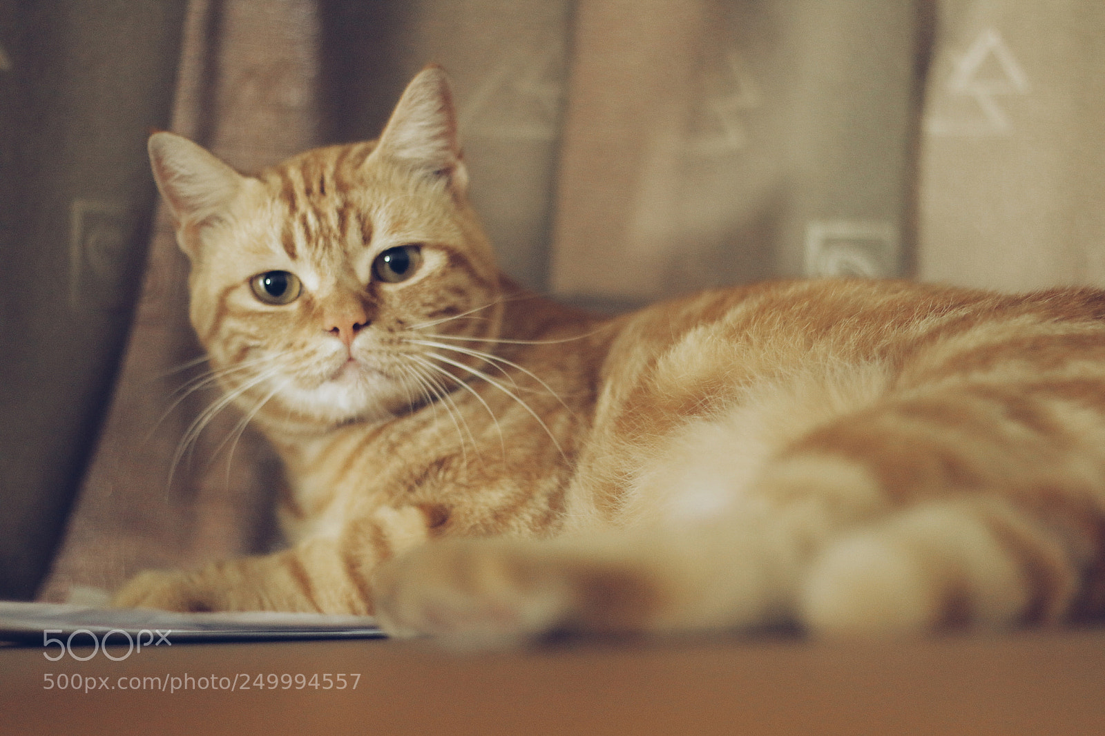 Canon EOS 70D sample photo. Have you seen bob? photography