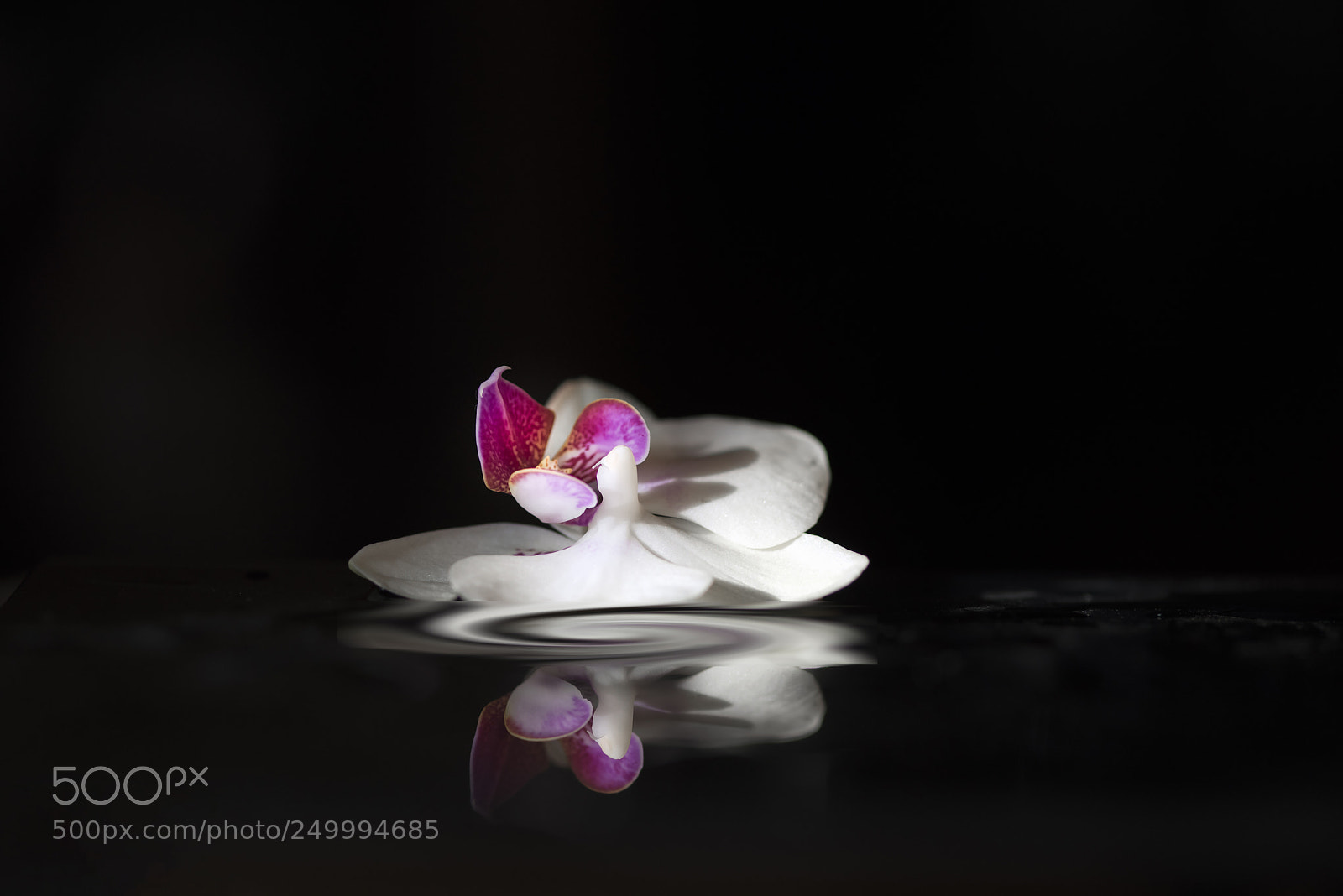 Nikon D810 sample photo. Orchid photography