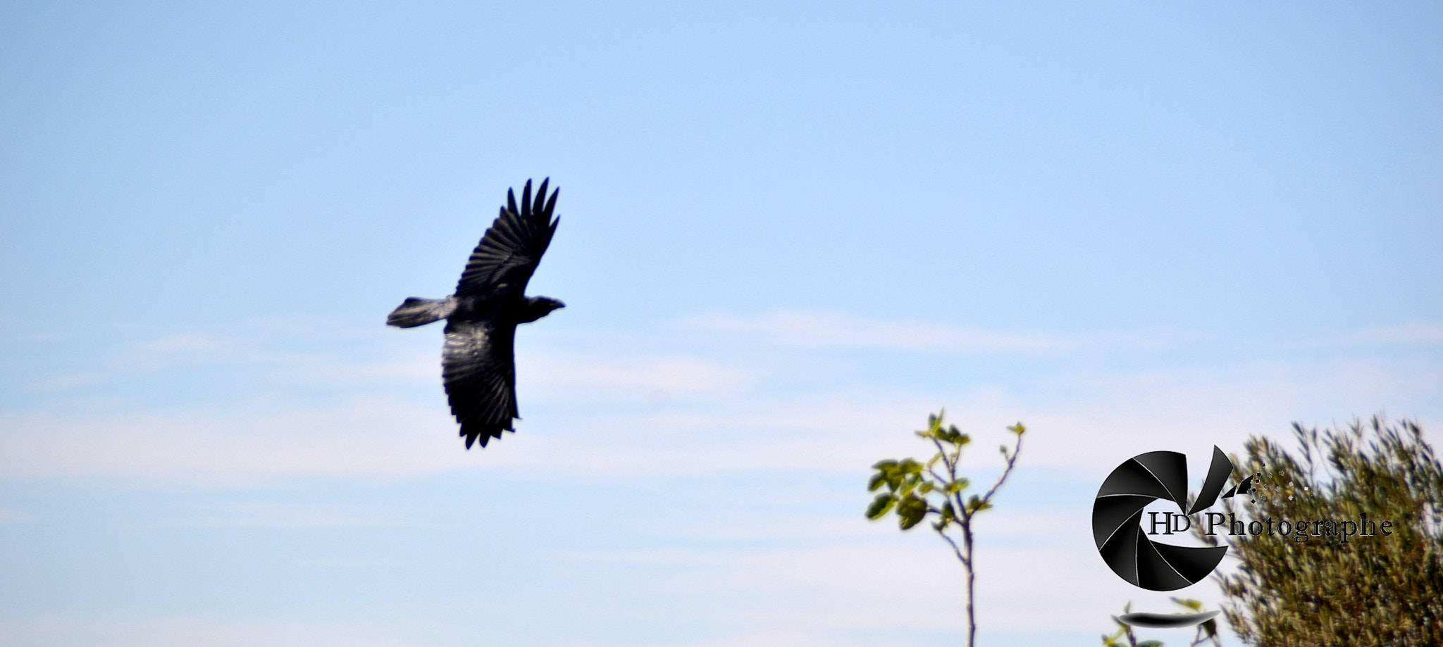 Nikon D3100 sample photo. Brid photography