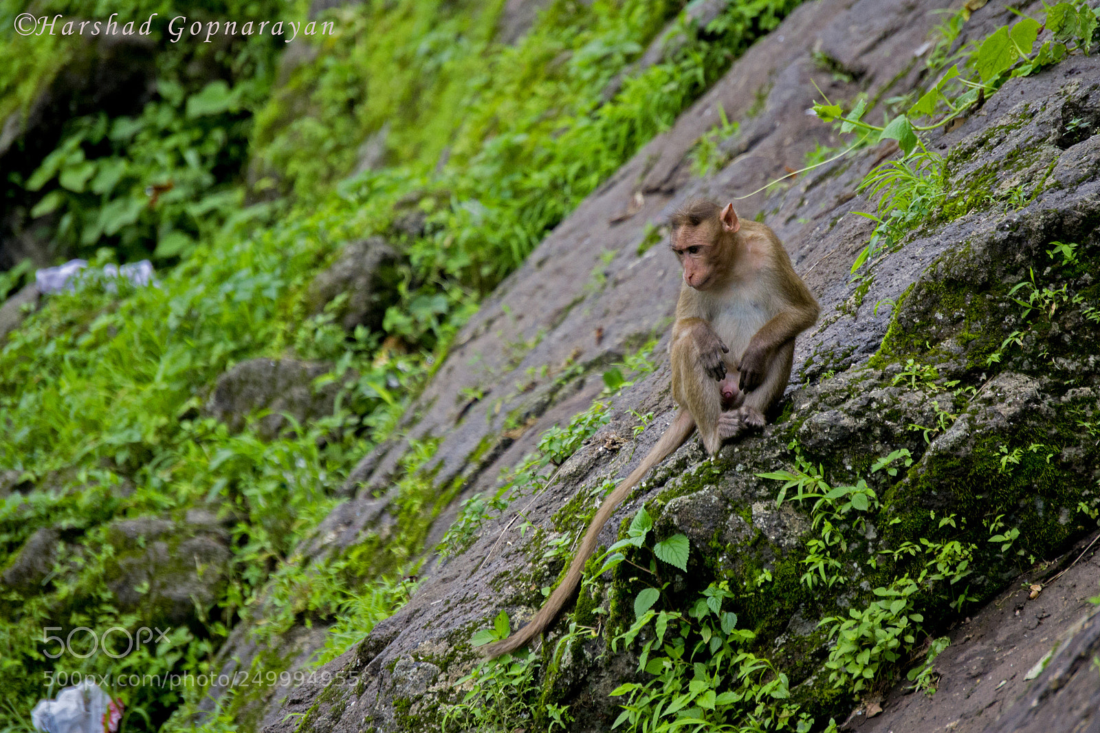 Nikon D3100 sample photo. Bonnet macaque photography