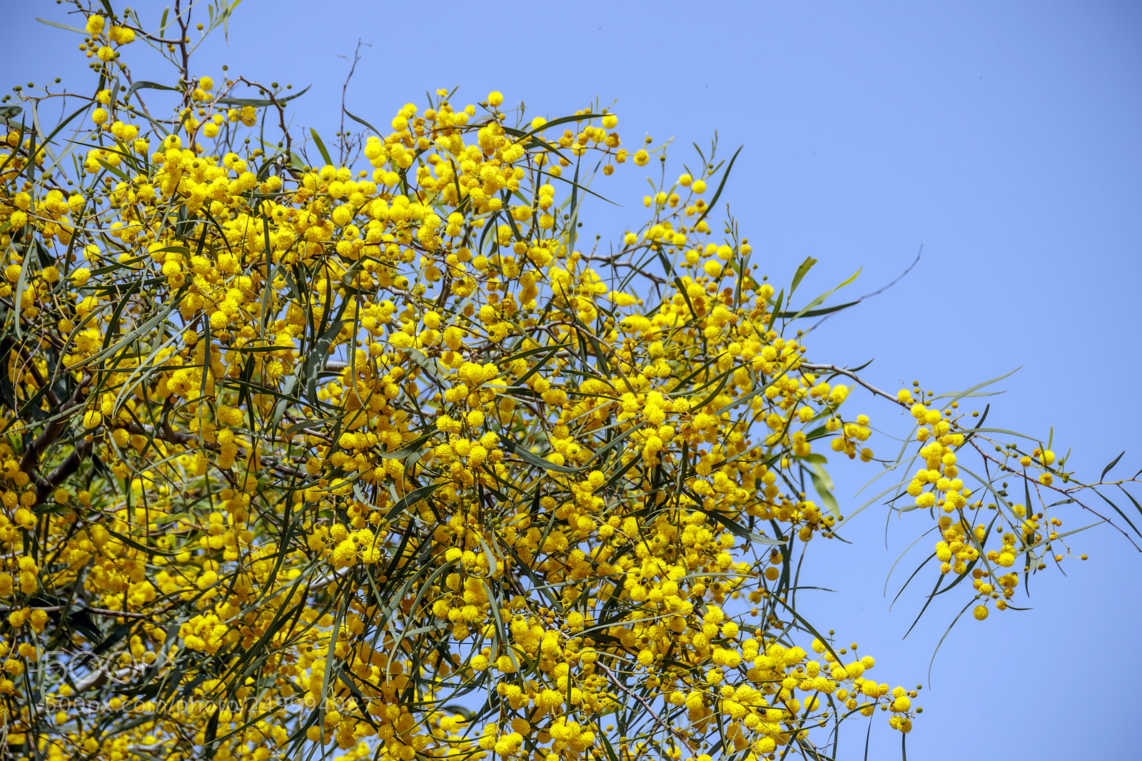 Canon EOS 80D sample photo. Yellow mimosa tree flowers photography