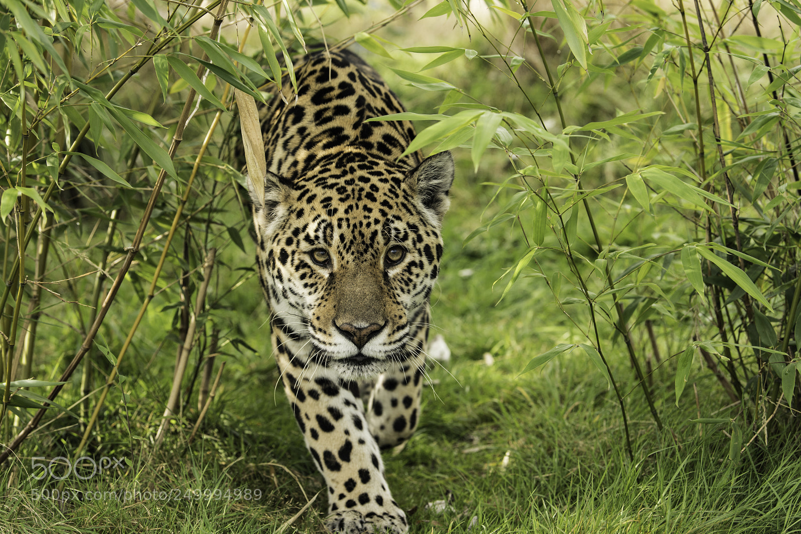 Nikon D5 sample photo. Jaguar series ii photography