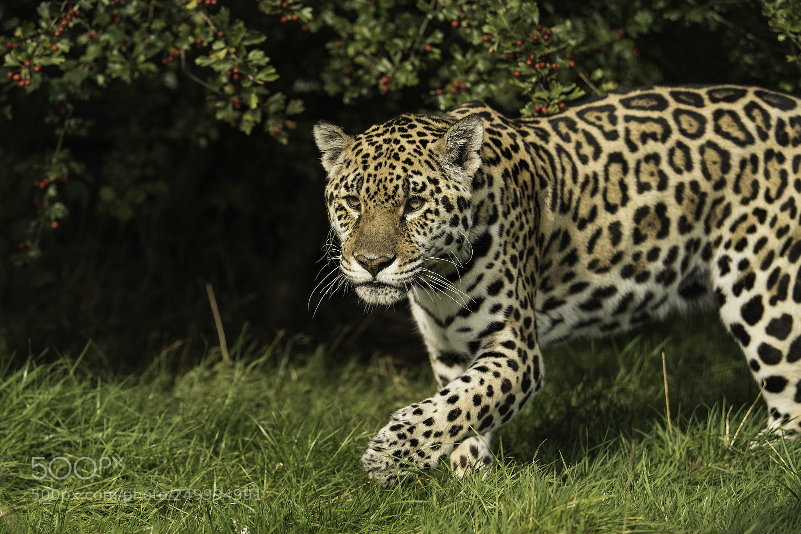 Nikon D5 sample photo. Jaguar series ii photography