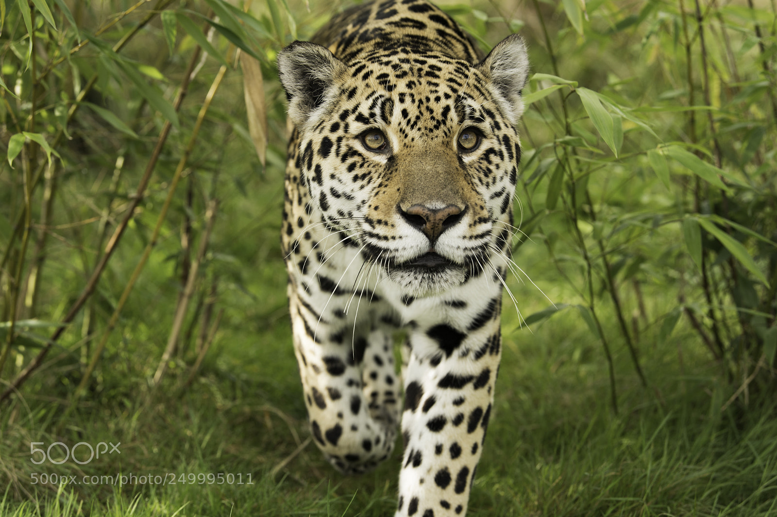 Nikon D5 sample photo. Jaguar series ii photography