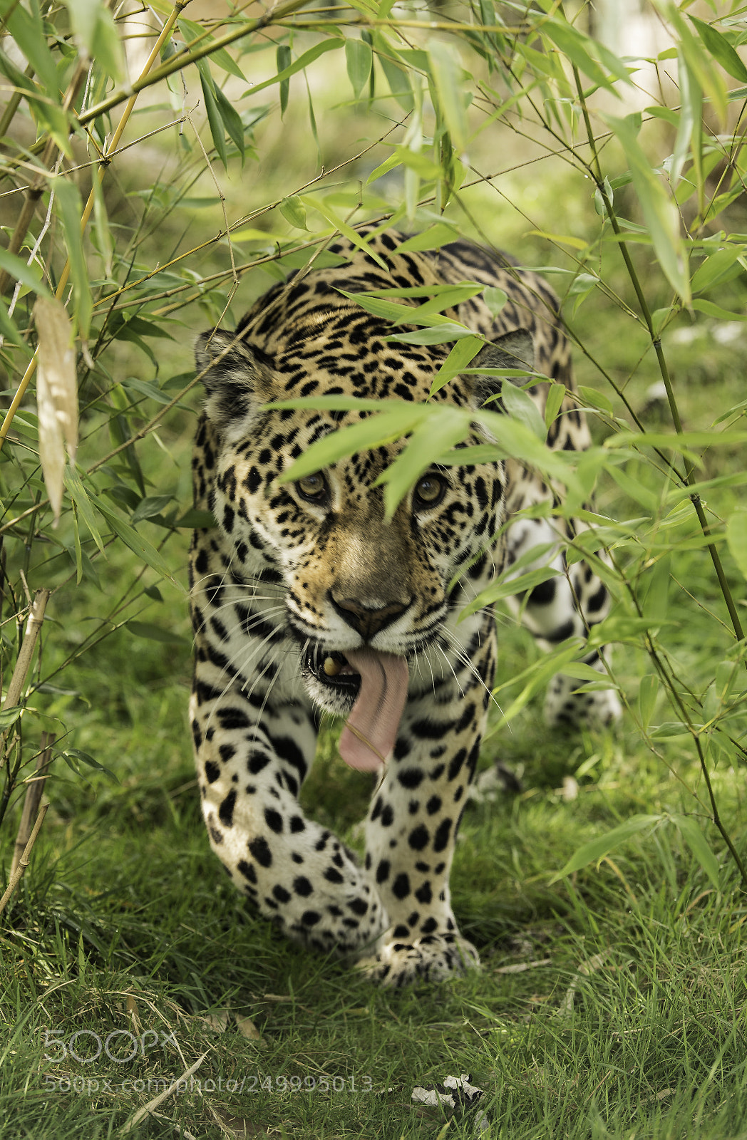 Nikon D5 sample photo. Jaguar series ii photography