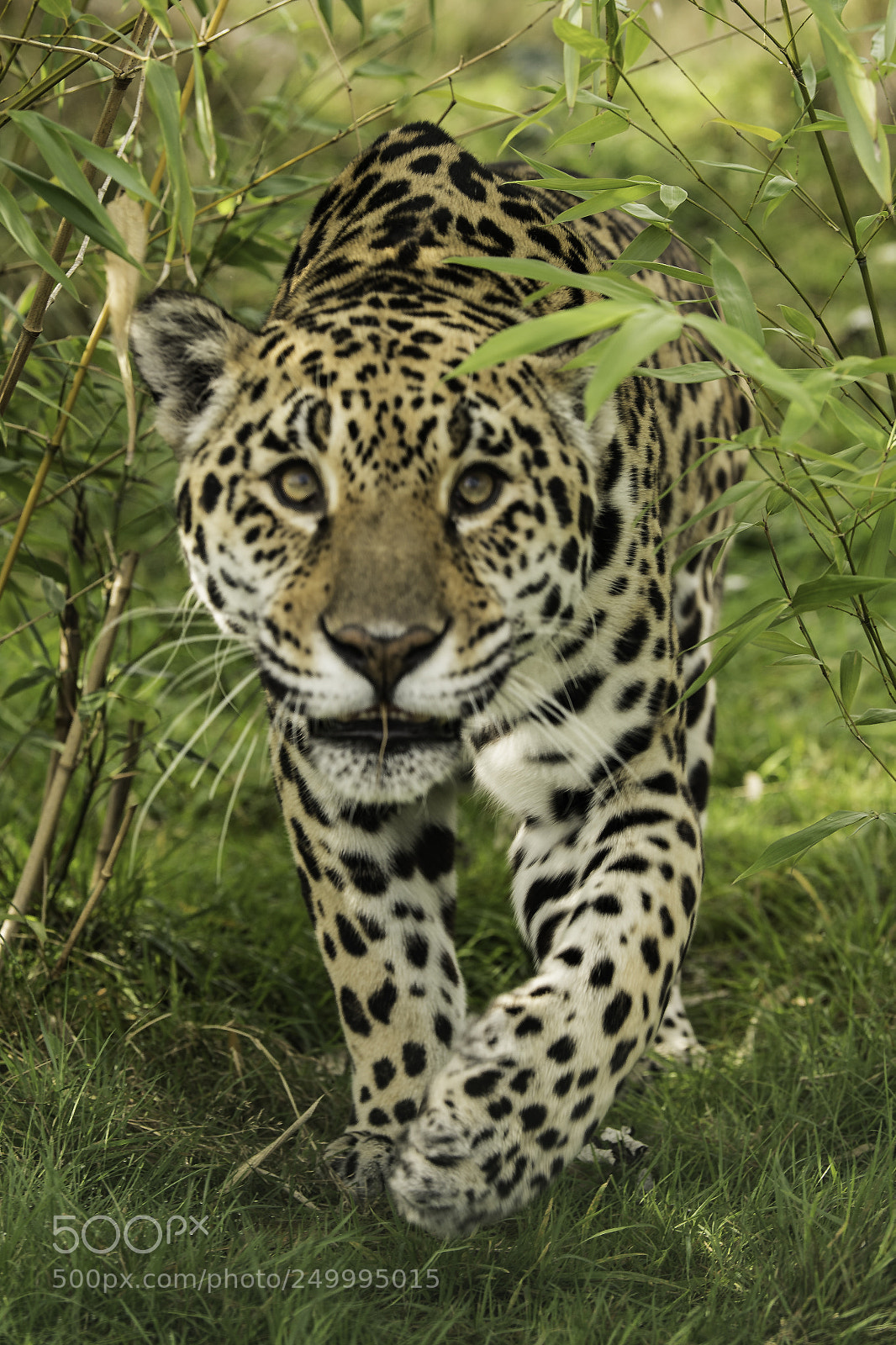 Nikon D5 sample photo. Jaguar series ii photography