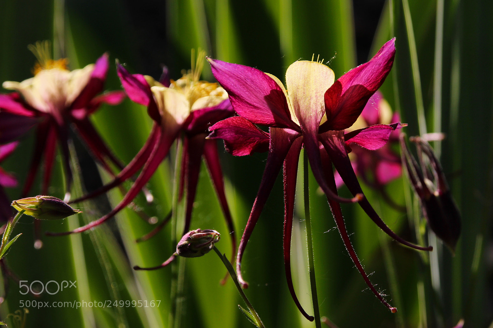 Canon EOS 600D (Rebel EOS T3i / EOS Kiss X5) sample photo. Aquilegia photography