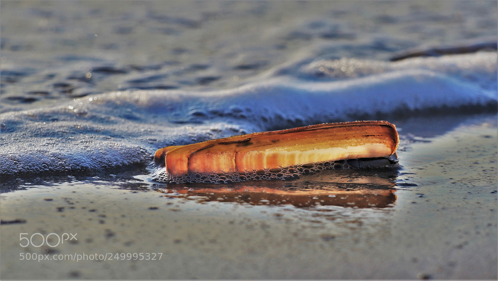 Canon EOS 80D sample photo. Shell with the sound photography